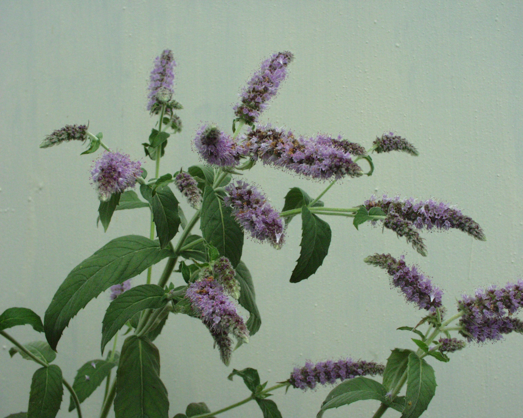 Mentha longifolia (i.12cm T.) Roßminze