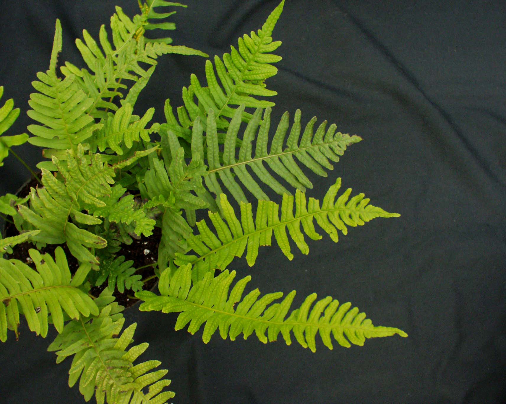 Polypodium vulgare (i. 9cm T.)