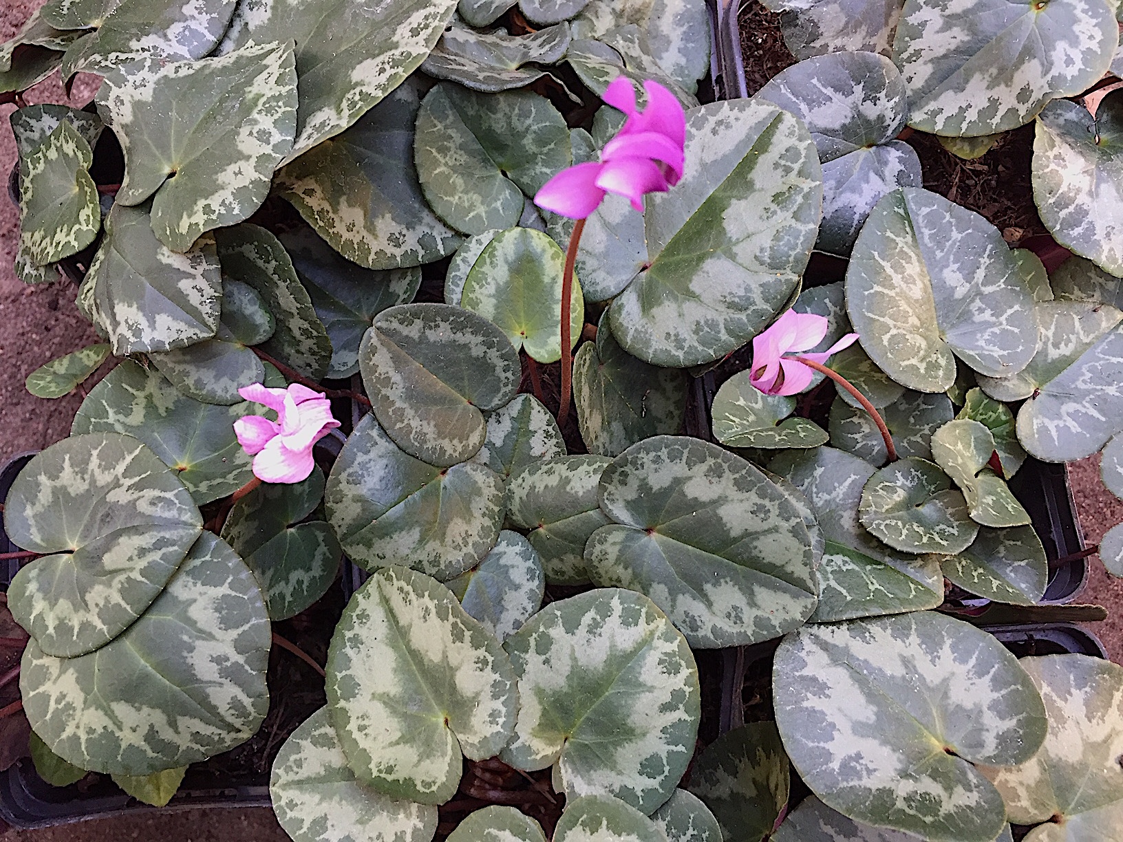 Cyclamen Duft purpurascens ´Silver variation hellrosa`(i.9cmT.)(im 4 Pack)