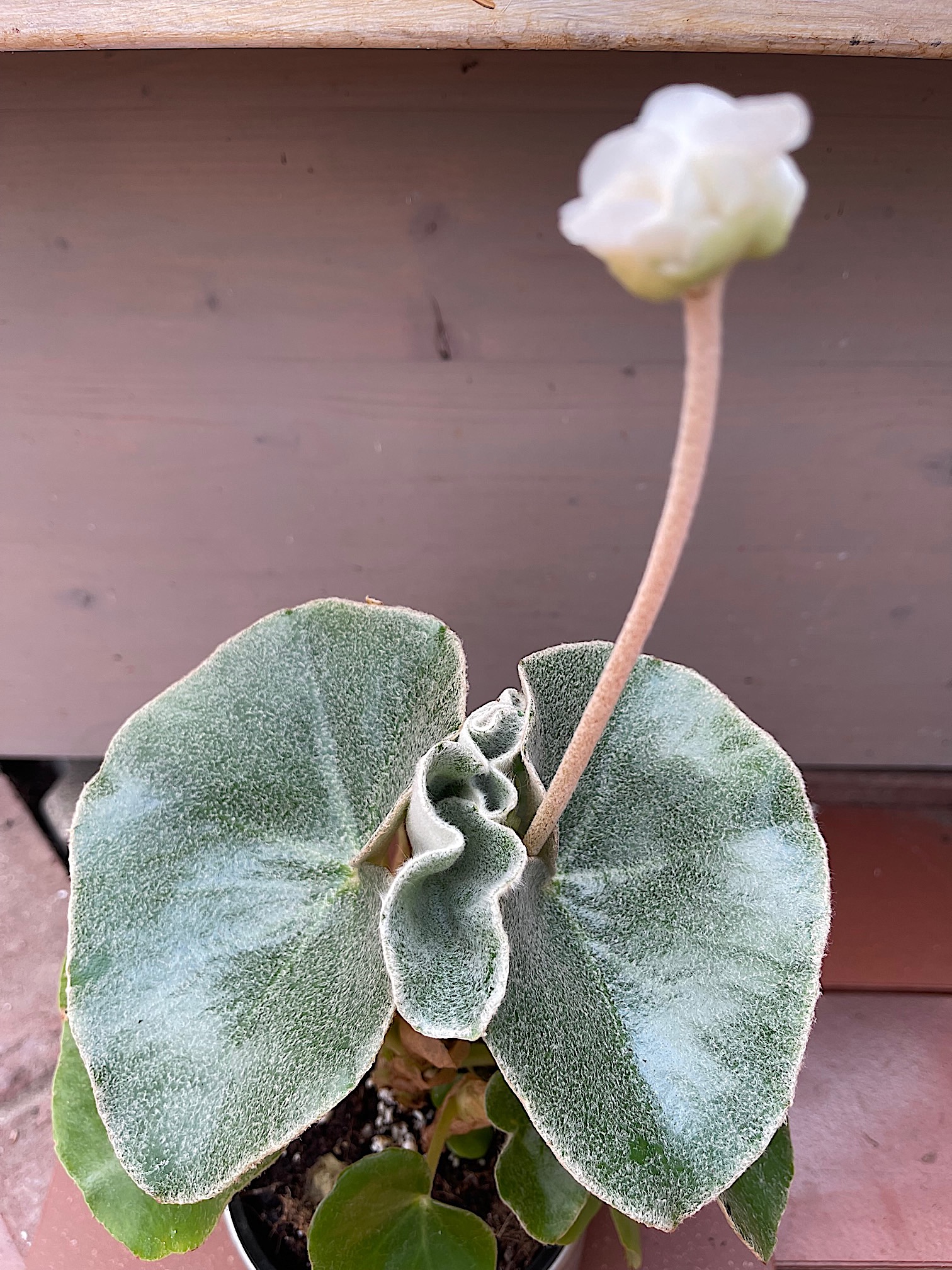 Begonia venosa (i.12cmT.)Rarität