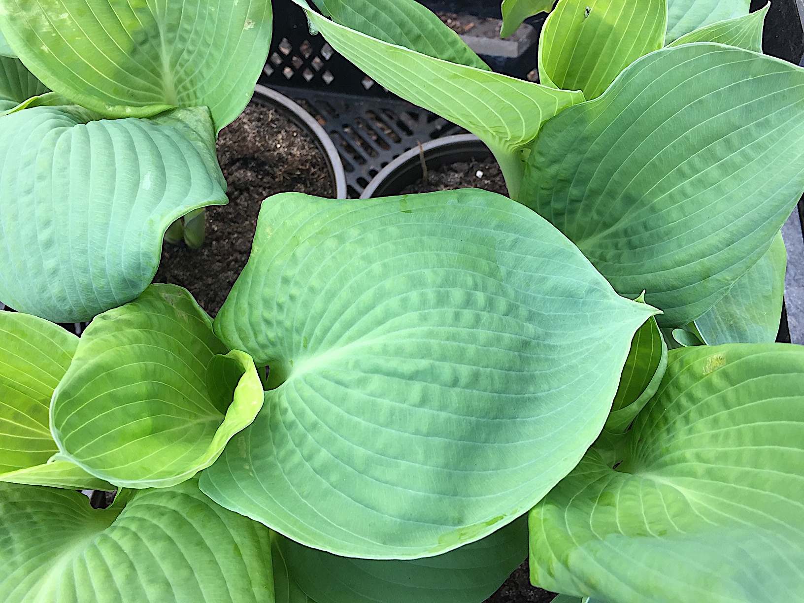 Hosta sieboldiana „Elegans“ (i.15cm T.)