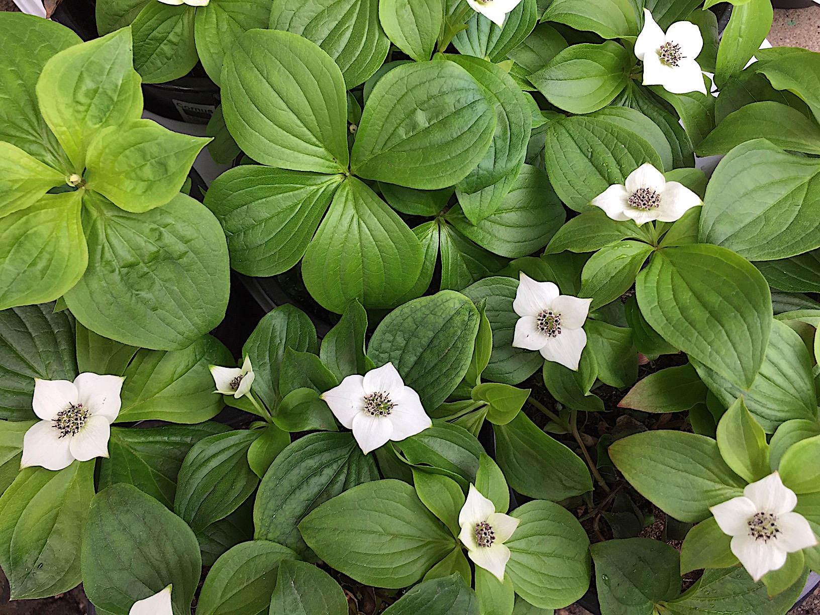 Cornus canadensis (i.9cmT.), Blumenhartriegel