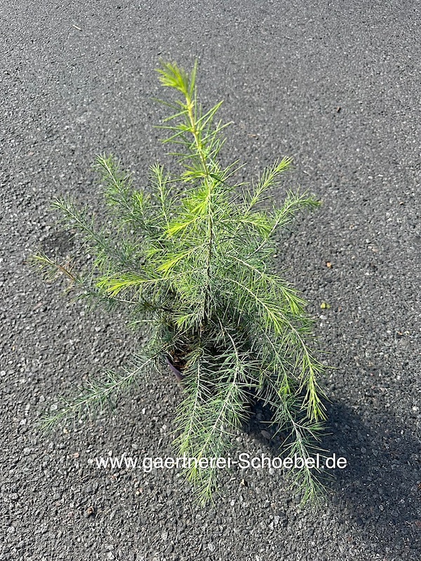 Cedrus deodara (i.17cmT.)Höhe jetzt ca 60-70cm, Himalaya Zeder