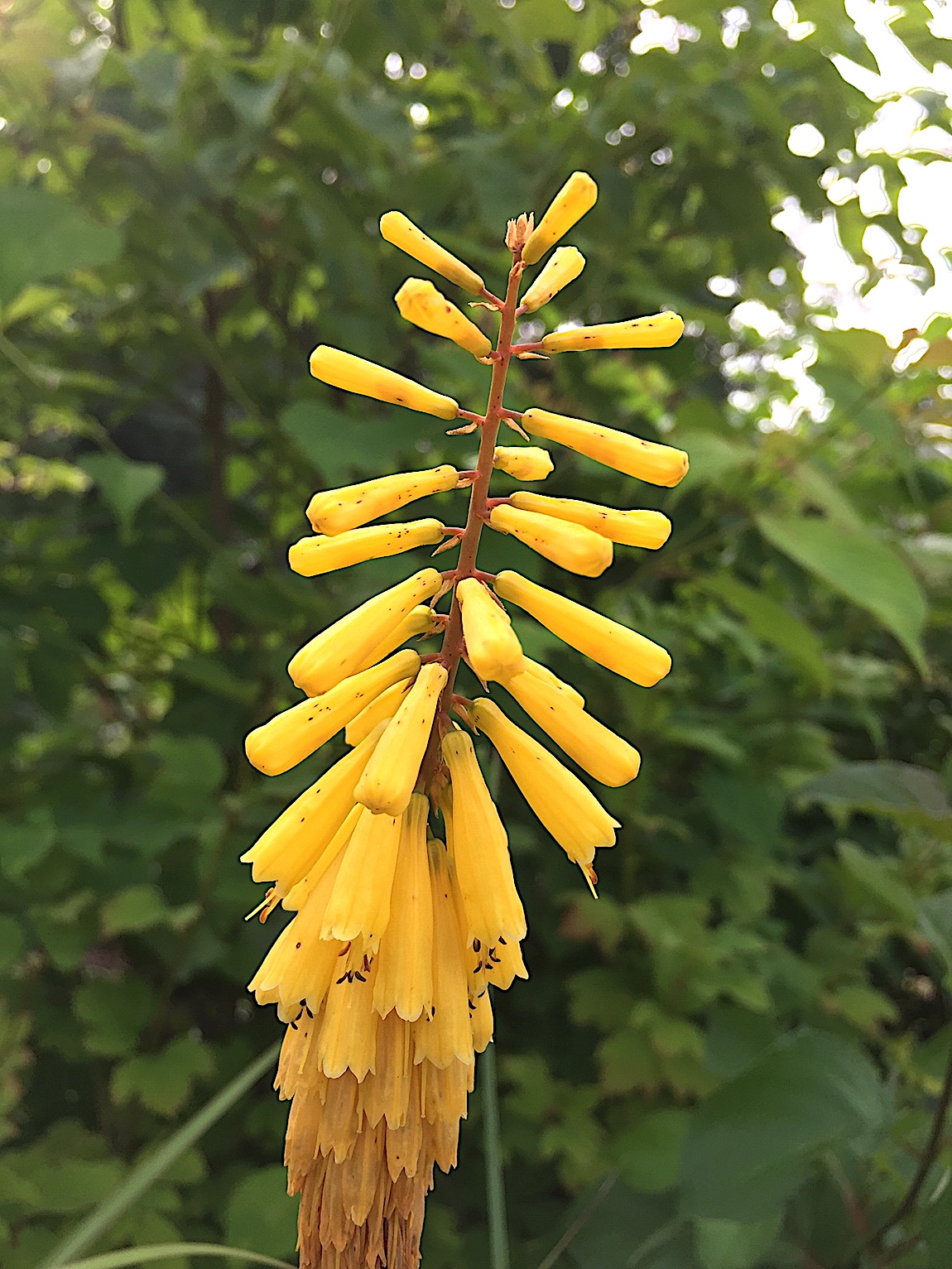 Kniphofia „Moonstone (i.11cmT.), Fackellilie