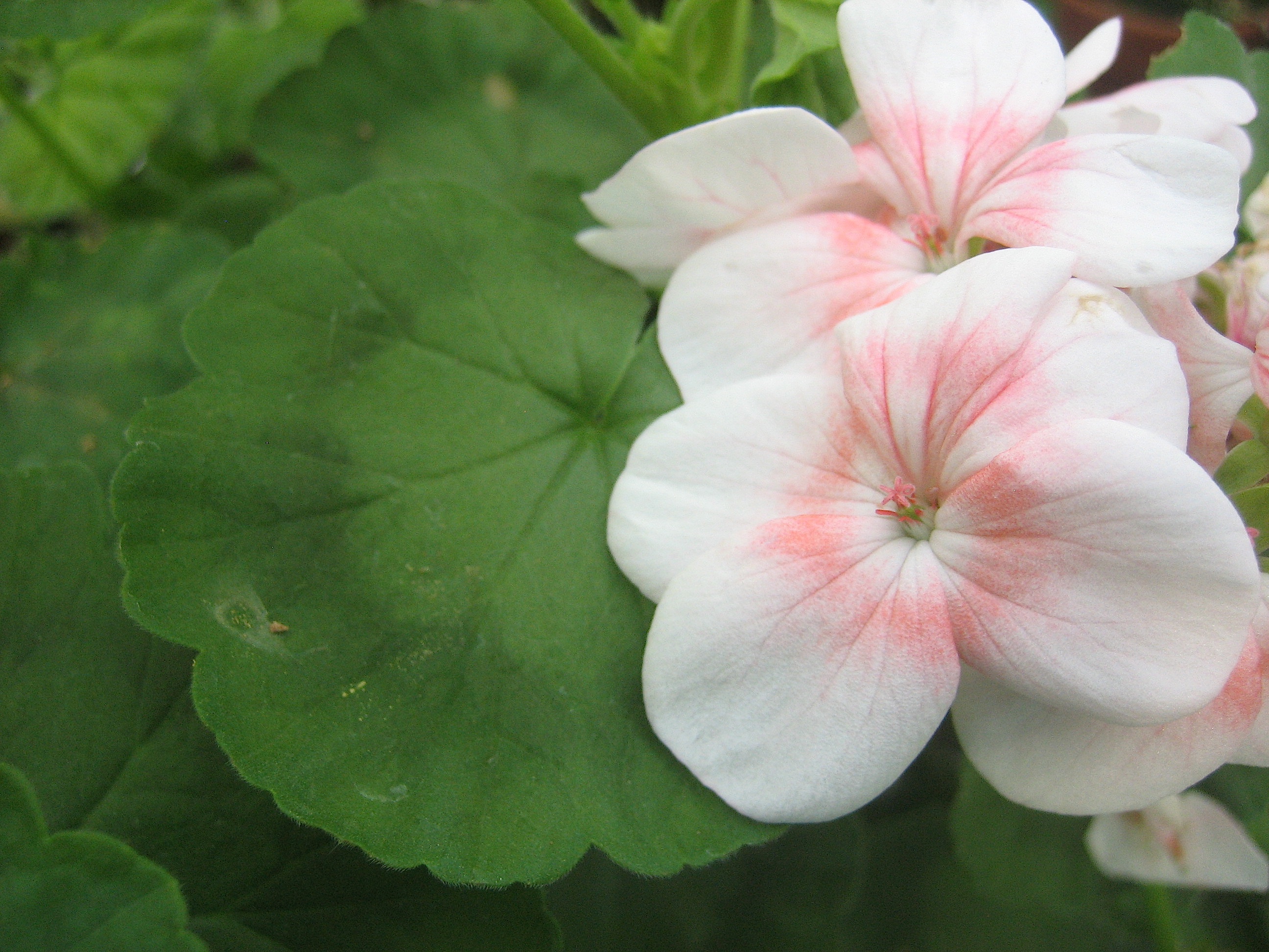 Pelargonium  „Apfelauge“(i.9-10cmT.)