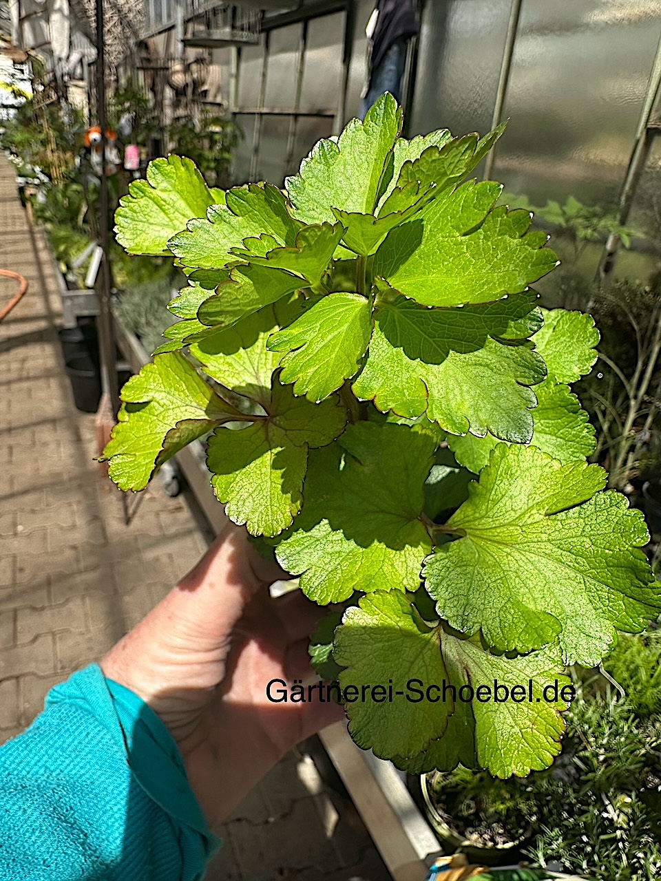 Ligusticum scoticum  Schottischer Liebstöckel, Mutterwurz (i.10cmT)