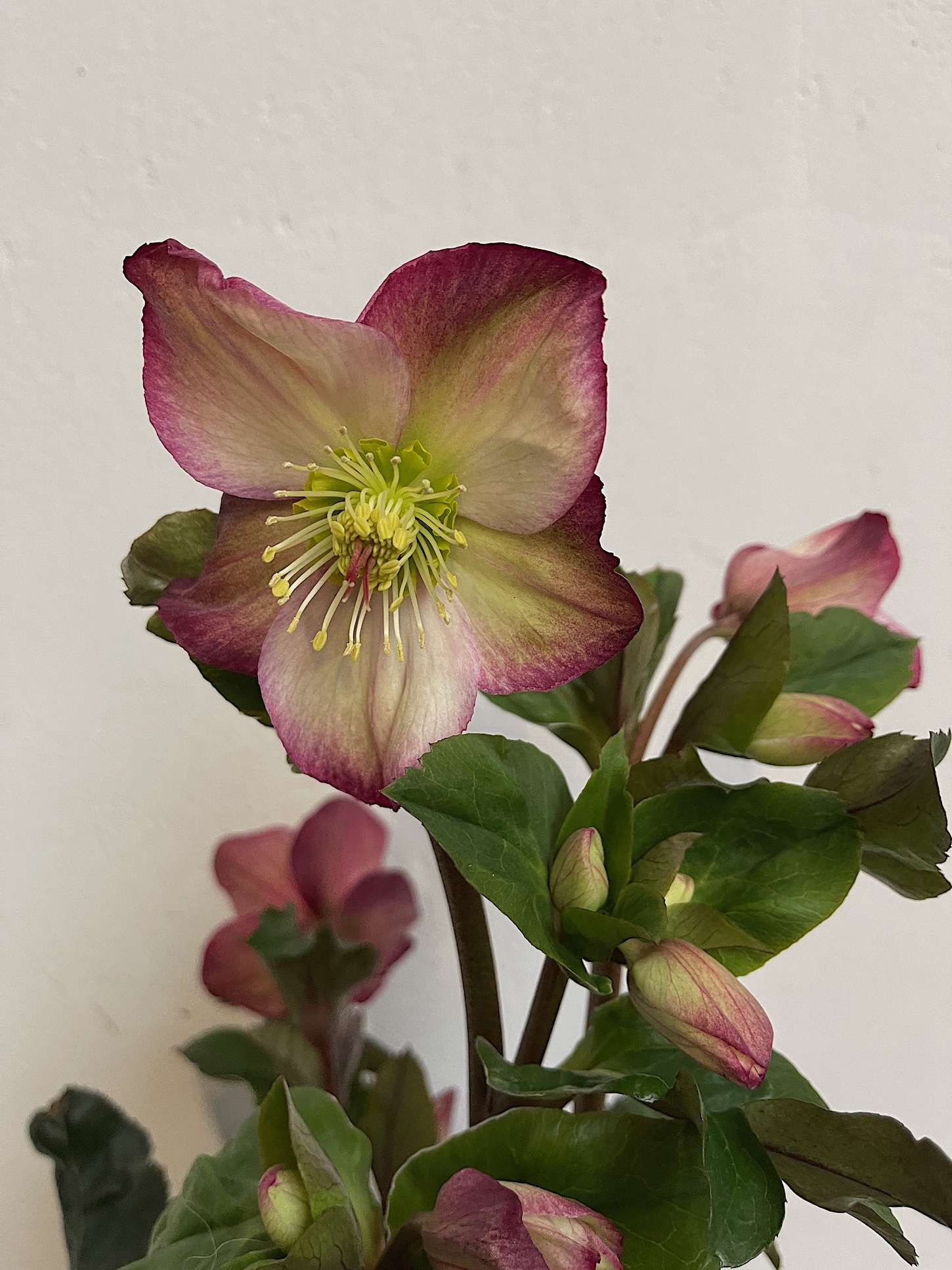 Helleborus -NEU ,Christrose, rosa x glandorfensis HGC® Ice N' Roses® Rosali(i.2literT.)