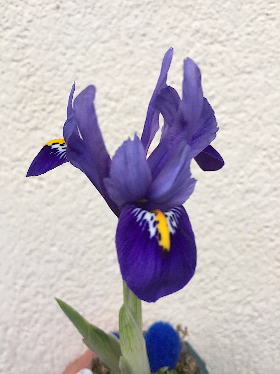 Iris reticulata „Harmony“ (4 Zwiebeln i.9 cm T.)