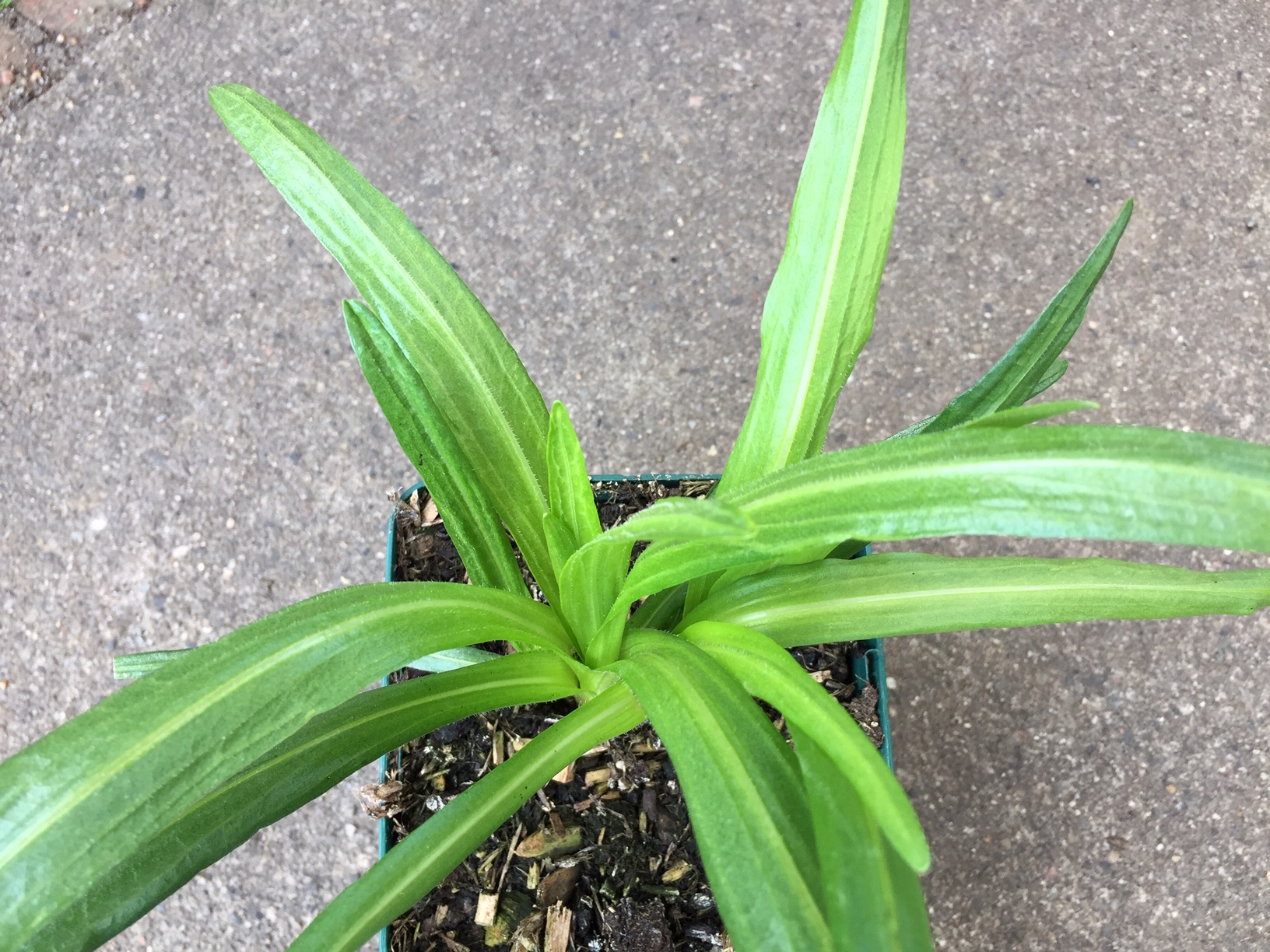 Liatris spicata „Floristan Violett“(i.15cmT.)