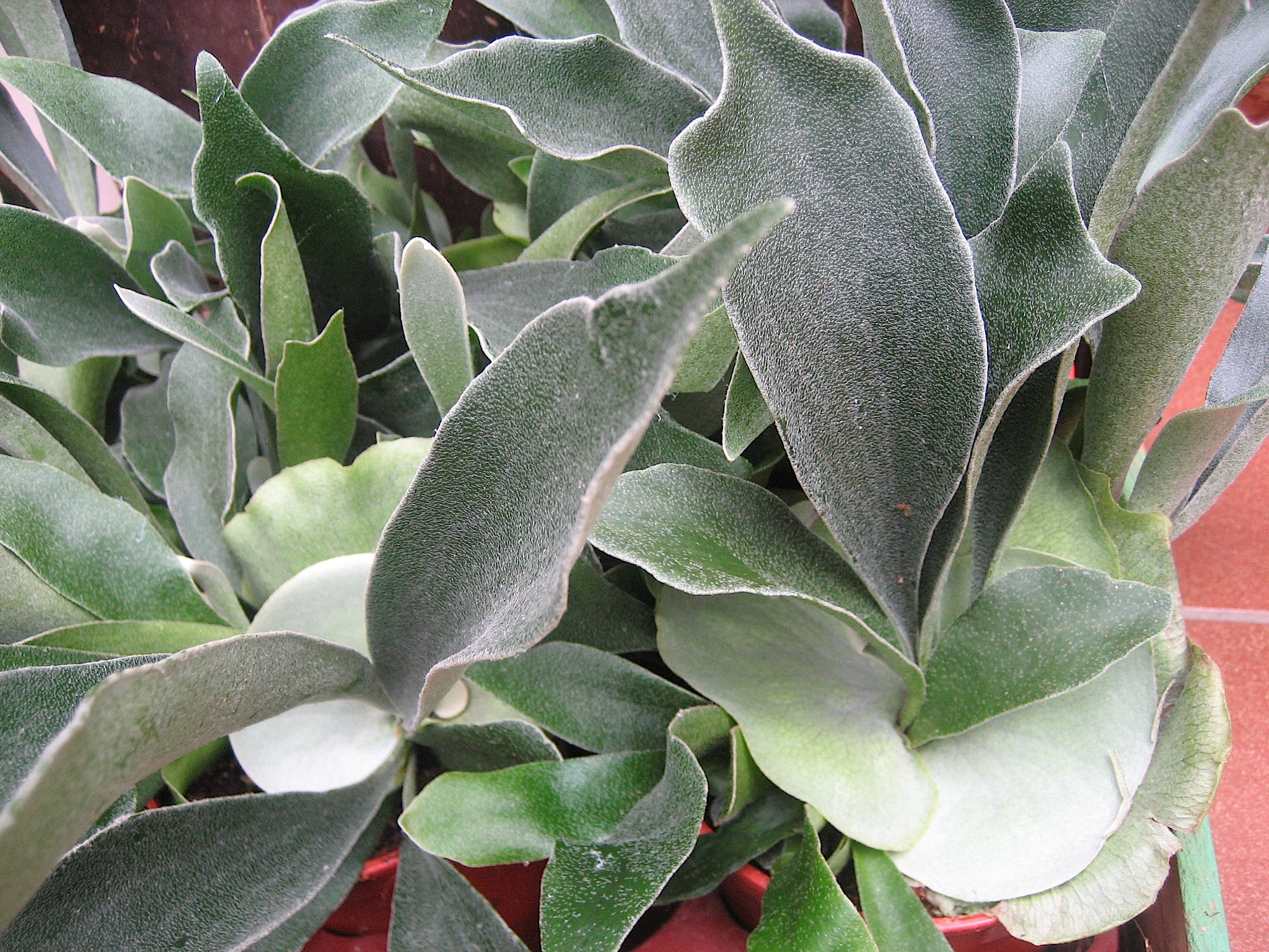 Platycerium bifurcatum (i.12 cm Topf) Geweihfarn