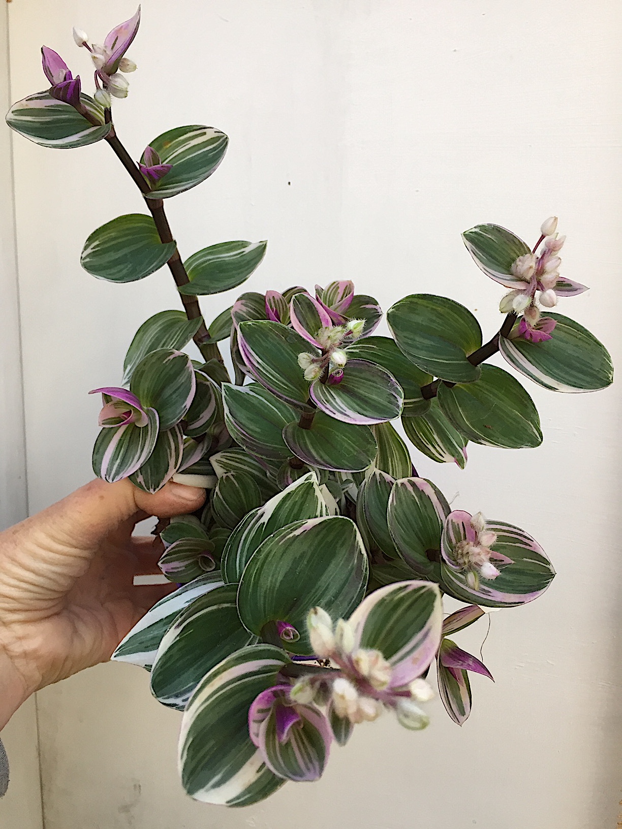 Tradescantia „ Nanouk“ (i.12cmT.)