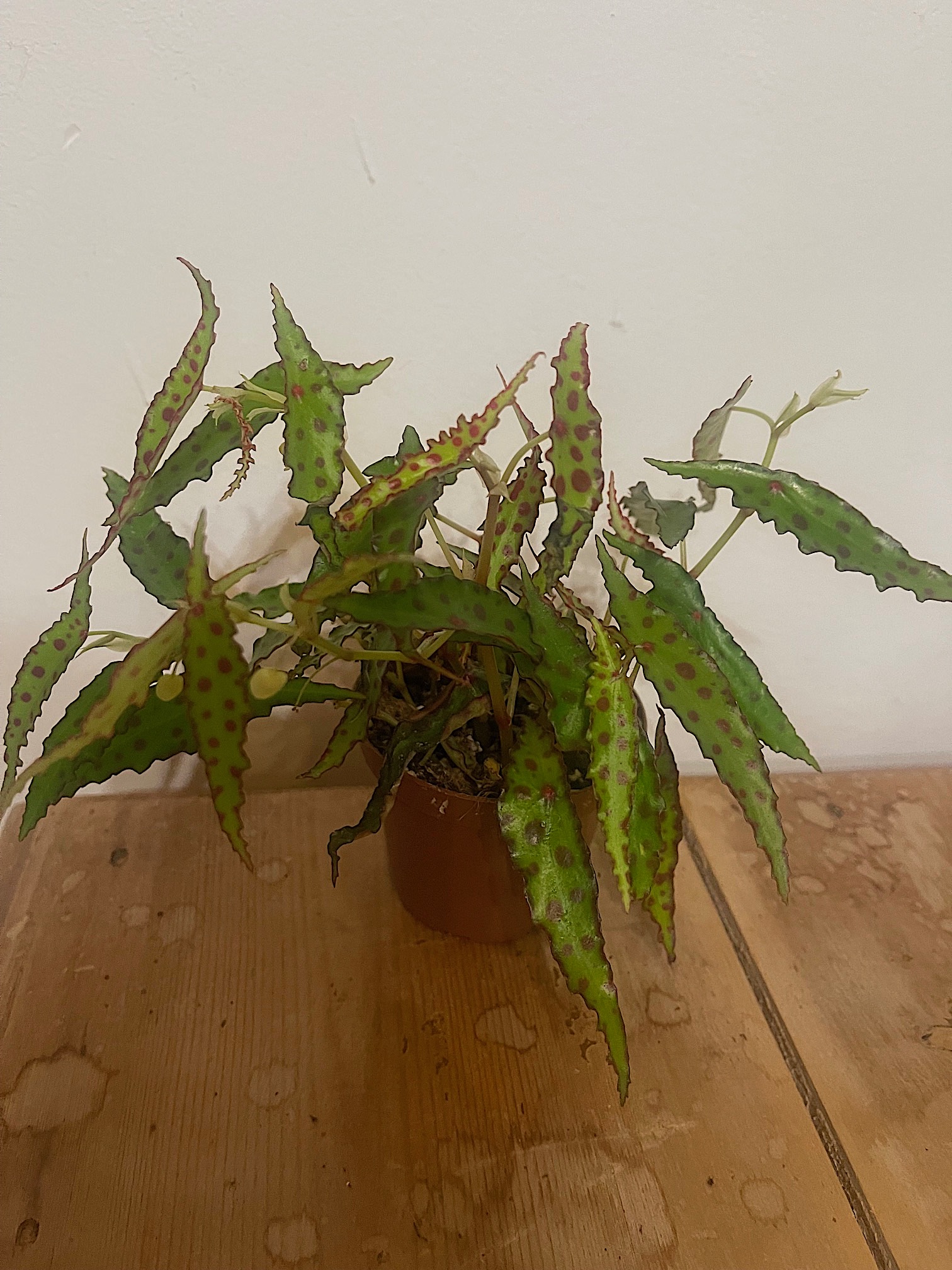 Begonia amphioxus (i.10cmT.)