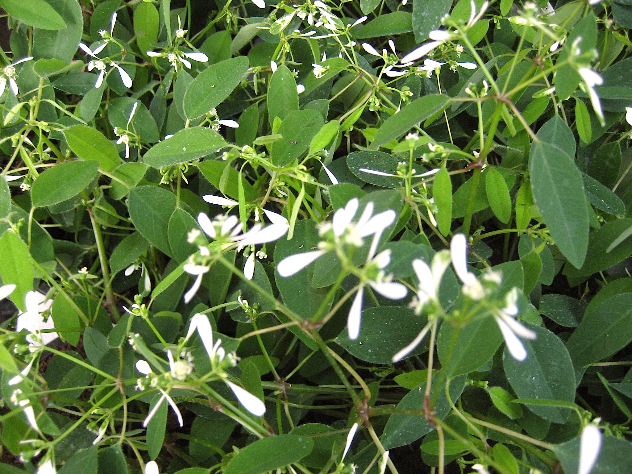 Euphorbia  "Diamond Frost" (i.11cmT.) Zauberschnee