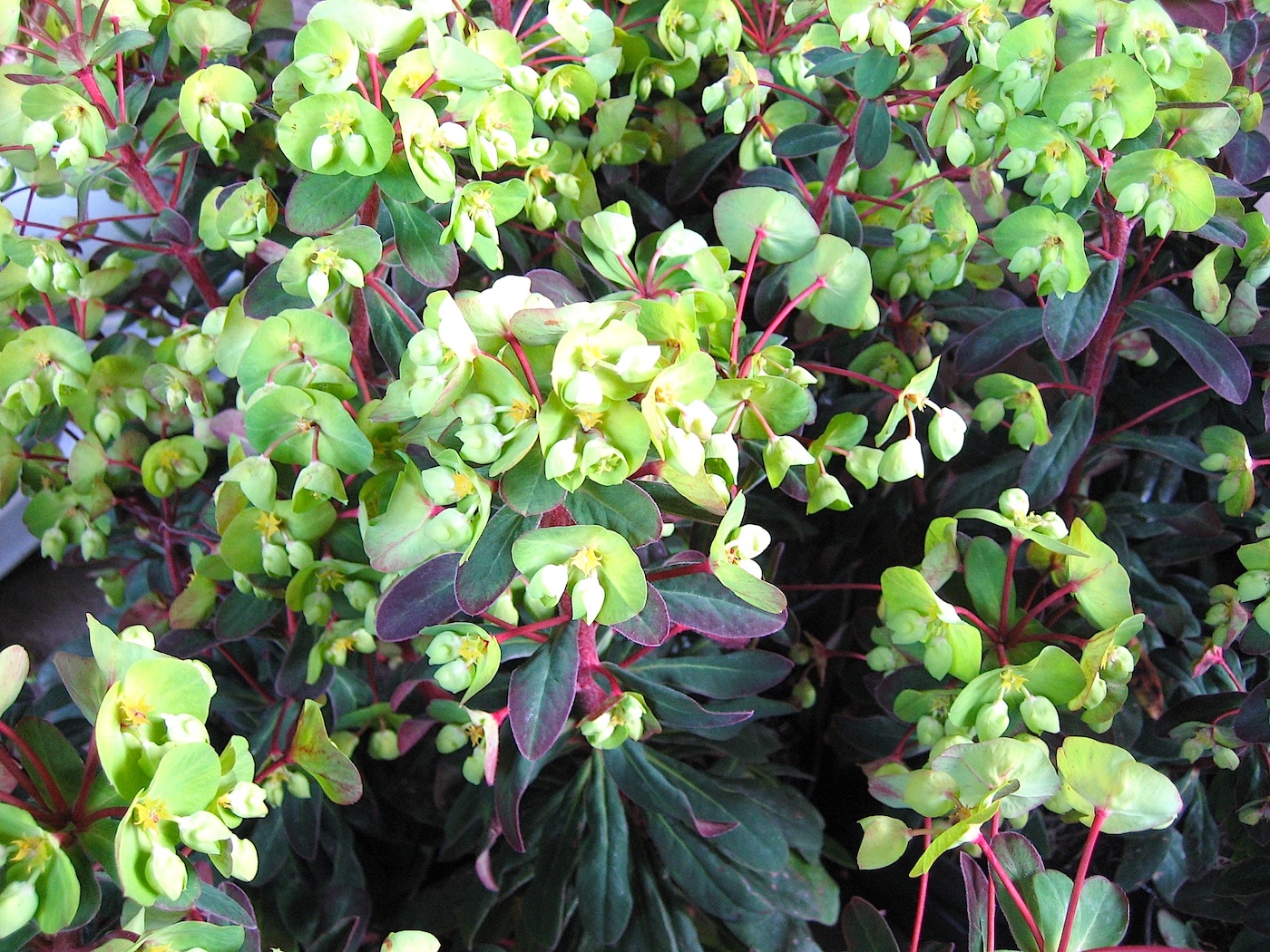 Euphorbia amygdaloides "Efanthia" (12cmT.) Wolfsmilch, Blattfarbe:rot; Blüte neon grün