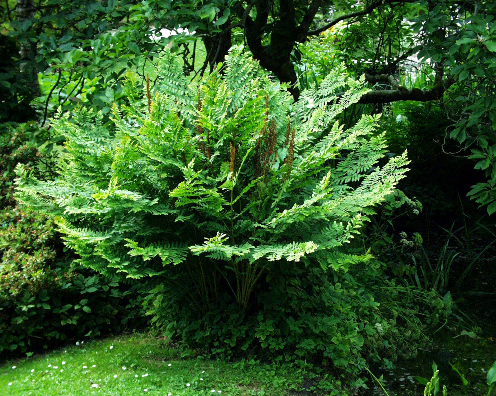 Osmunda regalis (i.9cmT.) Königsfarn
