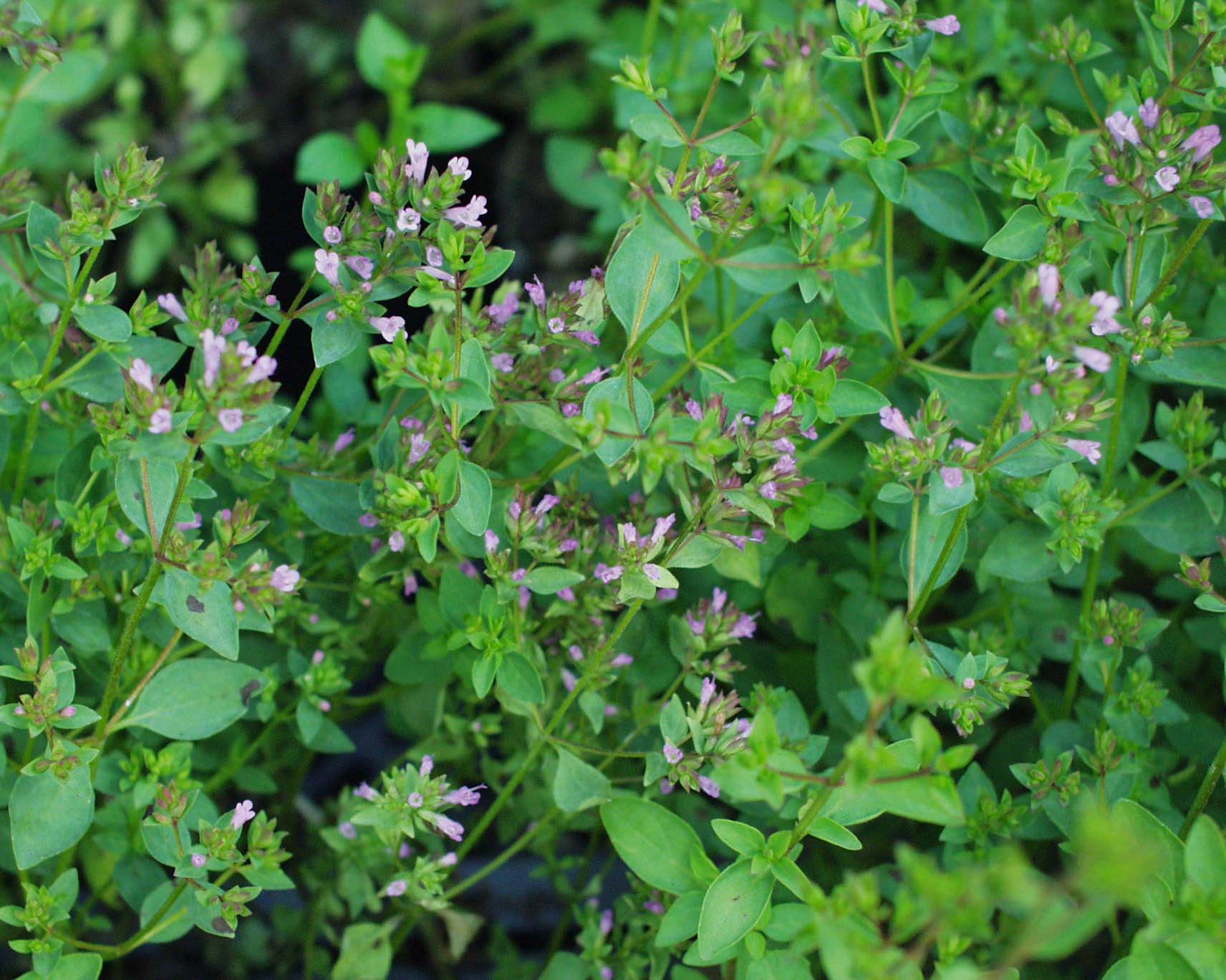 Origanum vulgare ´Aromaticum`(i.11cmT.) Oreganum