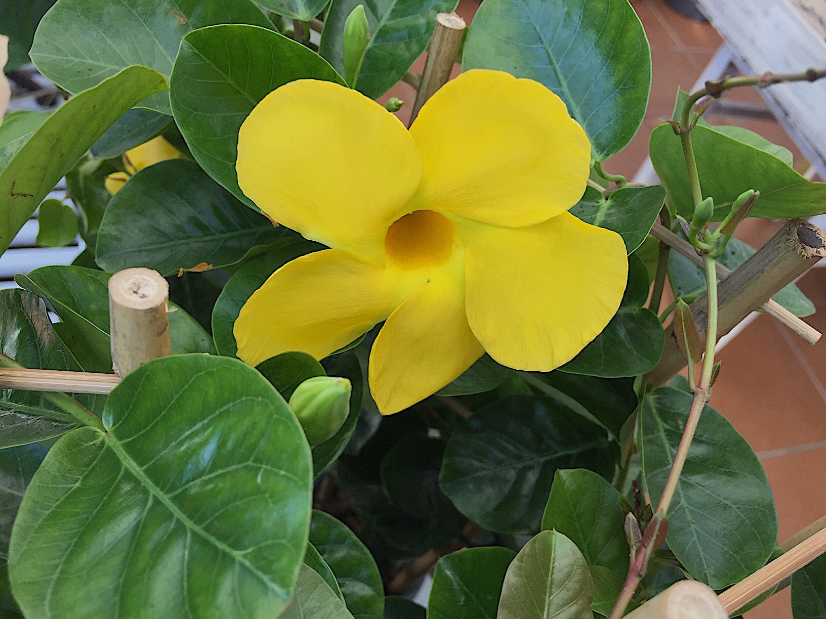 Mandevilla, Diamantina® „Opale Citrine“ (i.14cmT.)jetzt 45cm