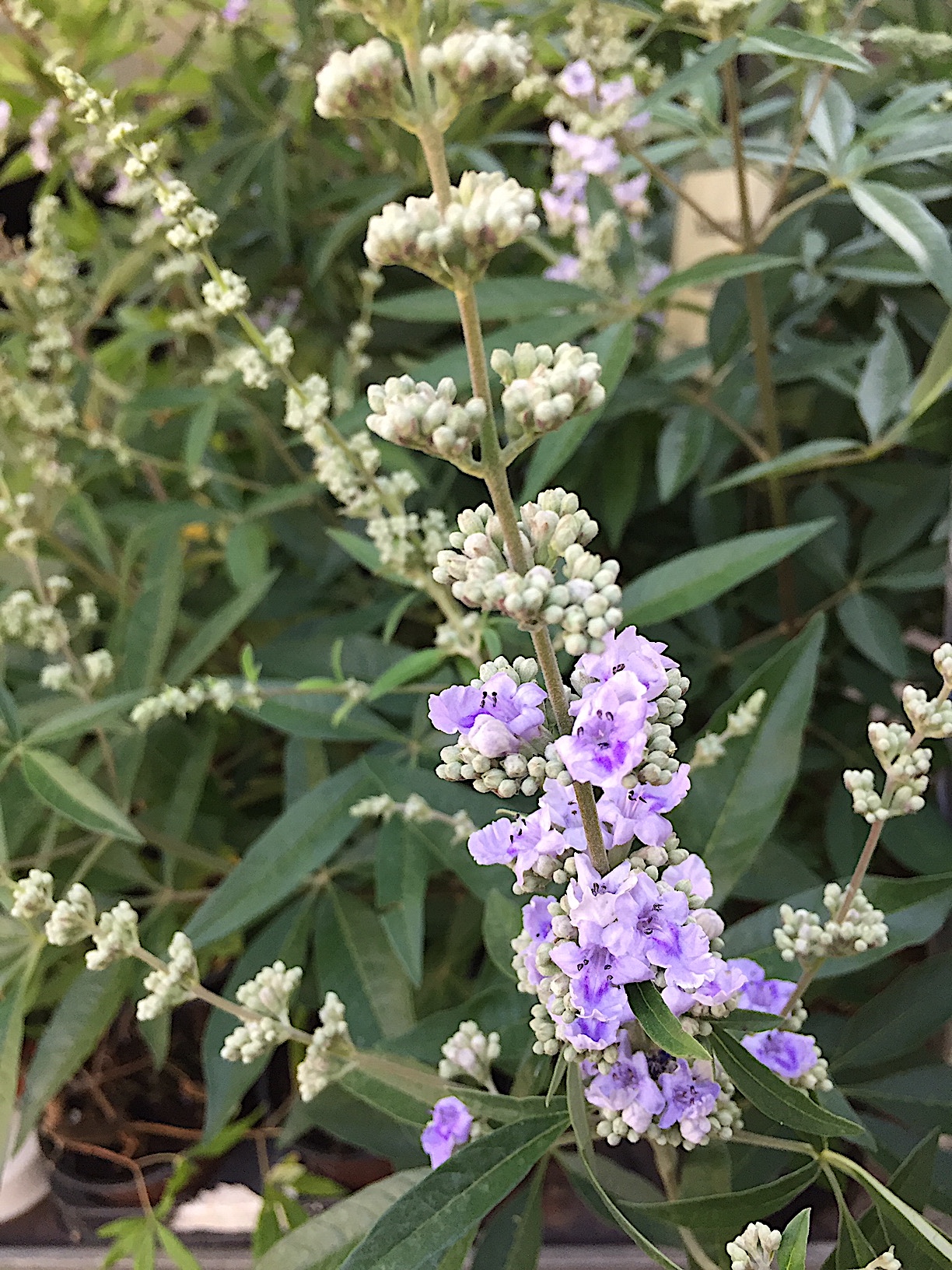 Vitex agnus-castus (i.22cmT.) Mönchspfeffer, Keuschbaum