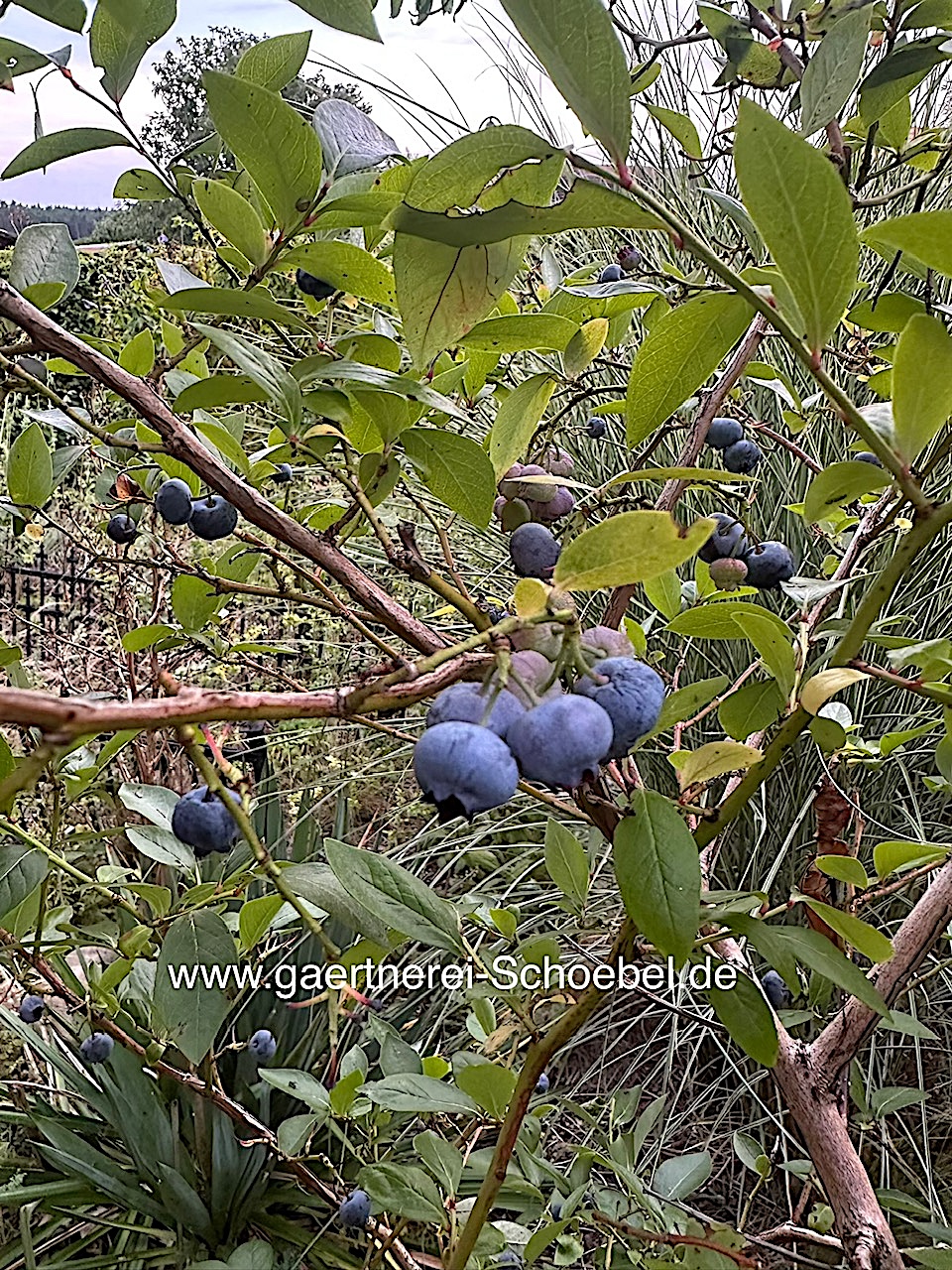 Vaccinium corymbosum "Hortblue-R-" (i.3l T.) Heidelbeere 2x tragend/Jahr