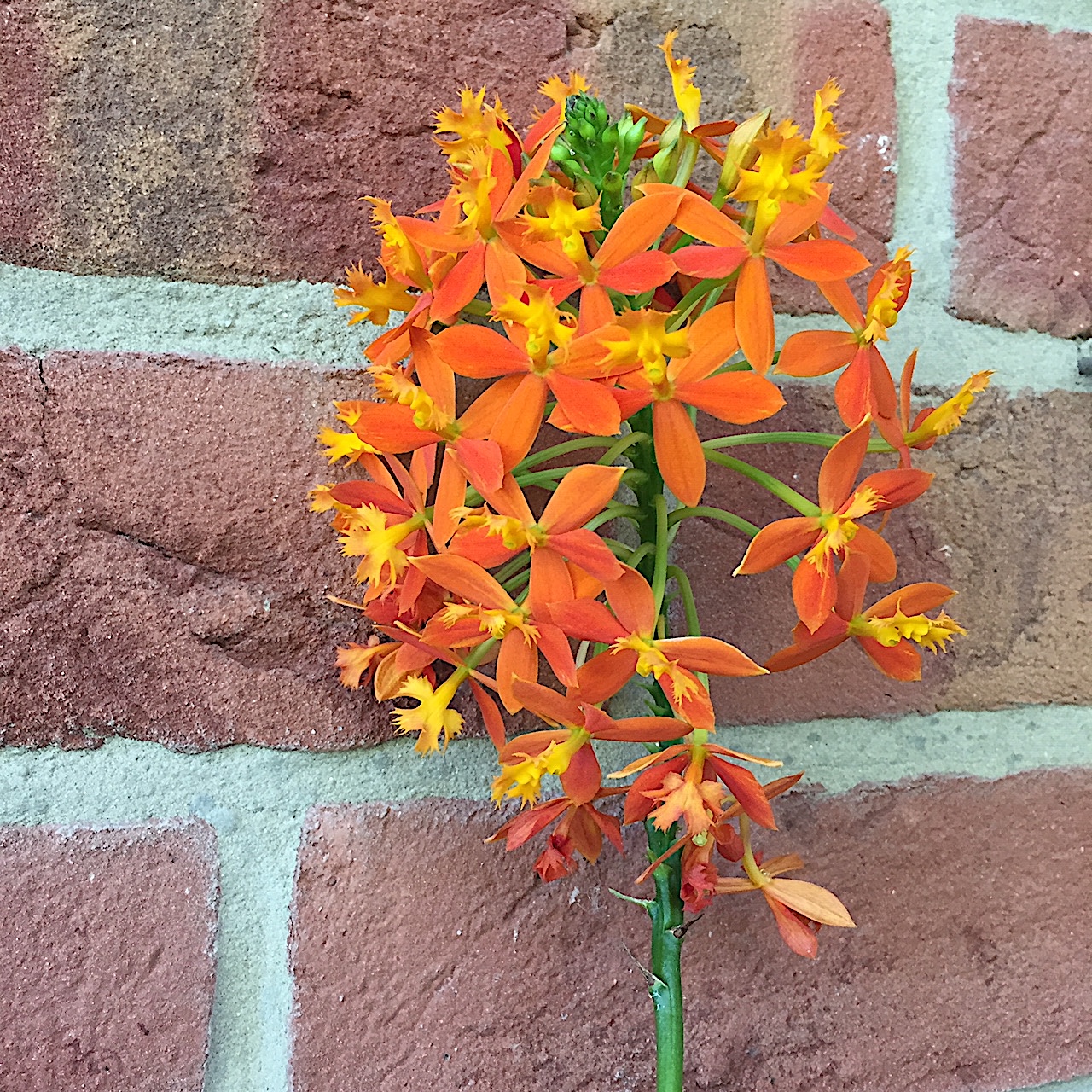 Epidendrum radicans „Orange Star Hybride“ (i.10-11cmT.),Feuer- Stern- Orchidee