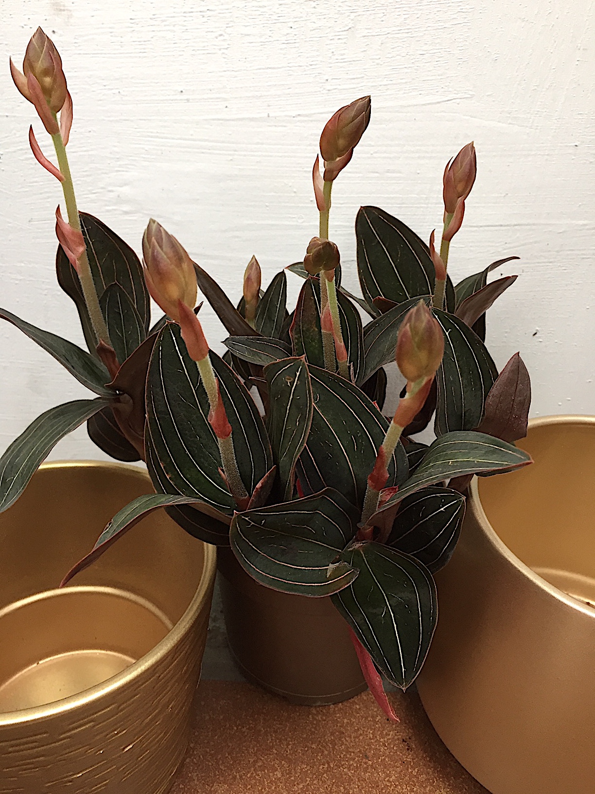 Ludisia discolor (i.12 cm T.) mit 3-5 Triebe, Juwelenorchidee
