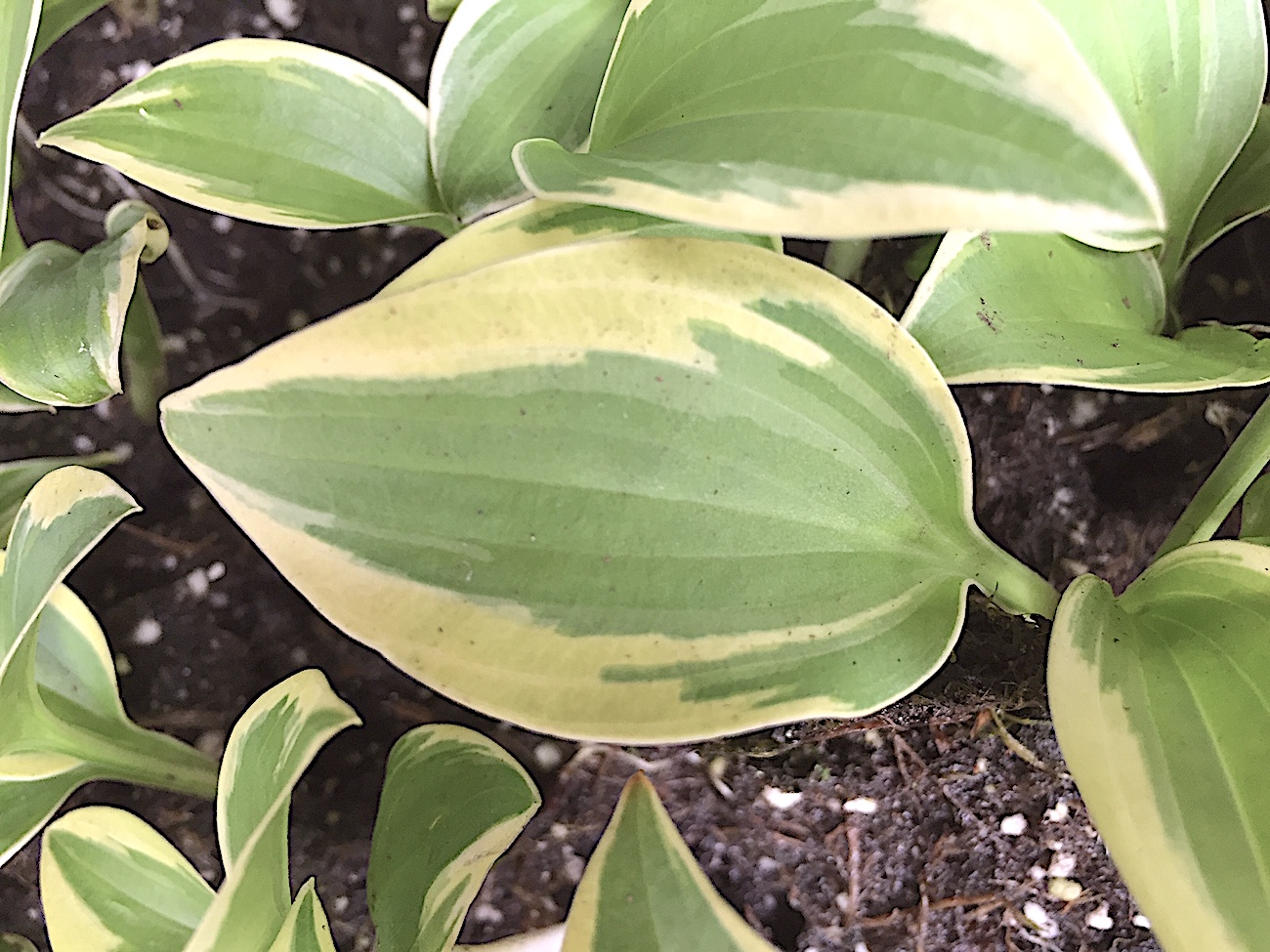 Hosta „Broad Band“ (i.9cm T.), Funkie