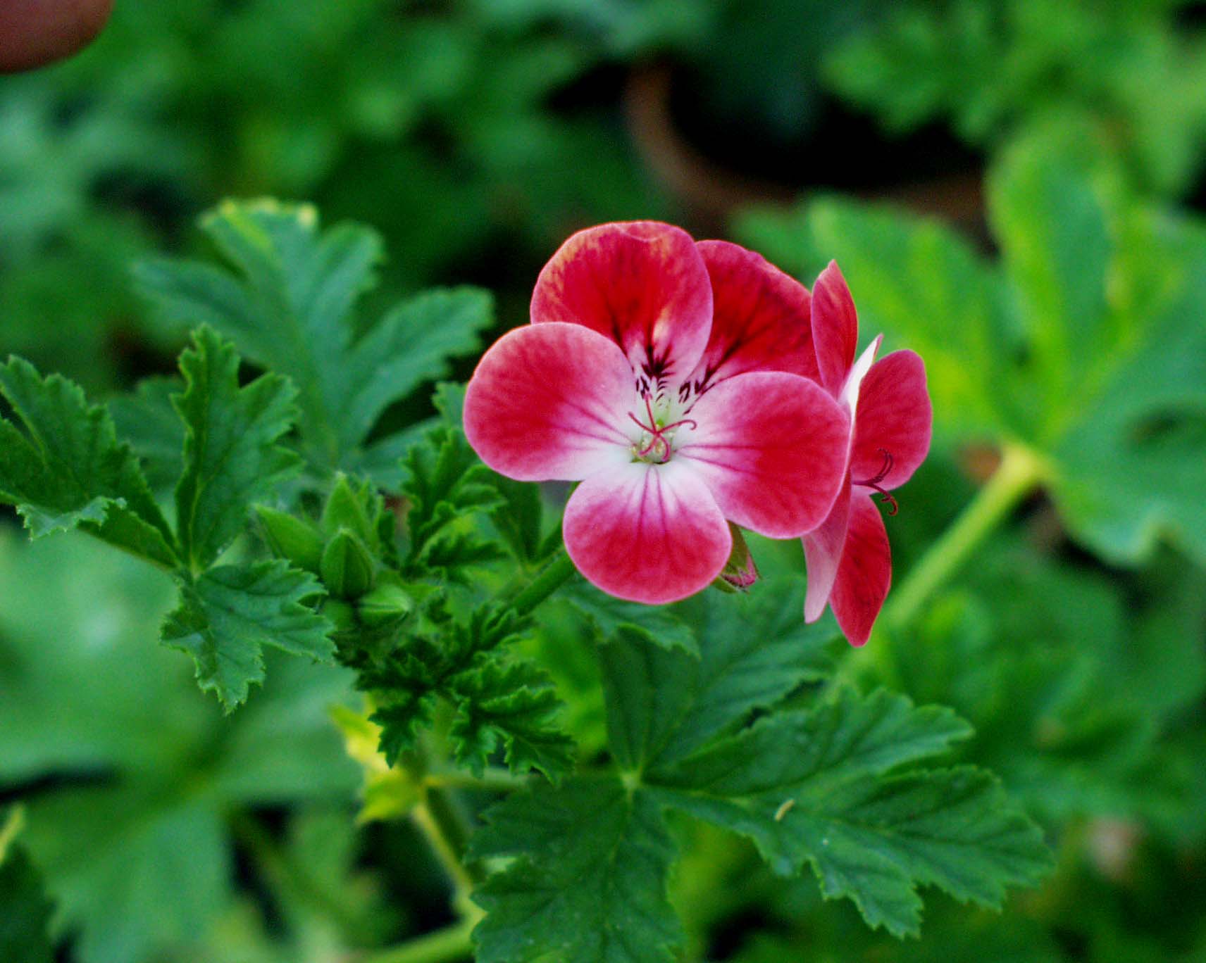Pelargonium  ´Madame Auguste Nonin`(I.10cmT.)