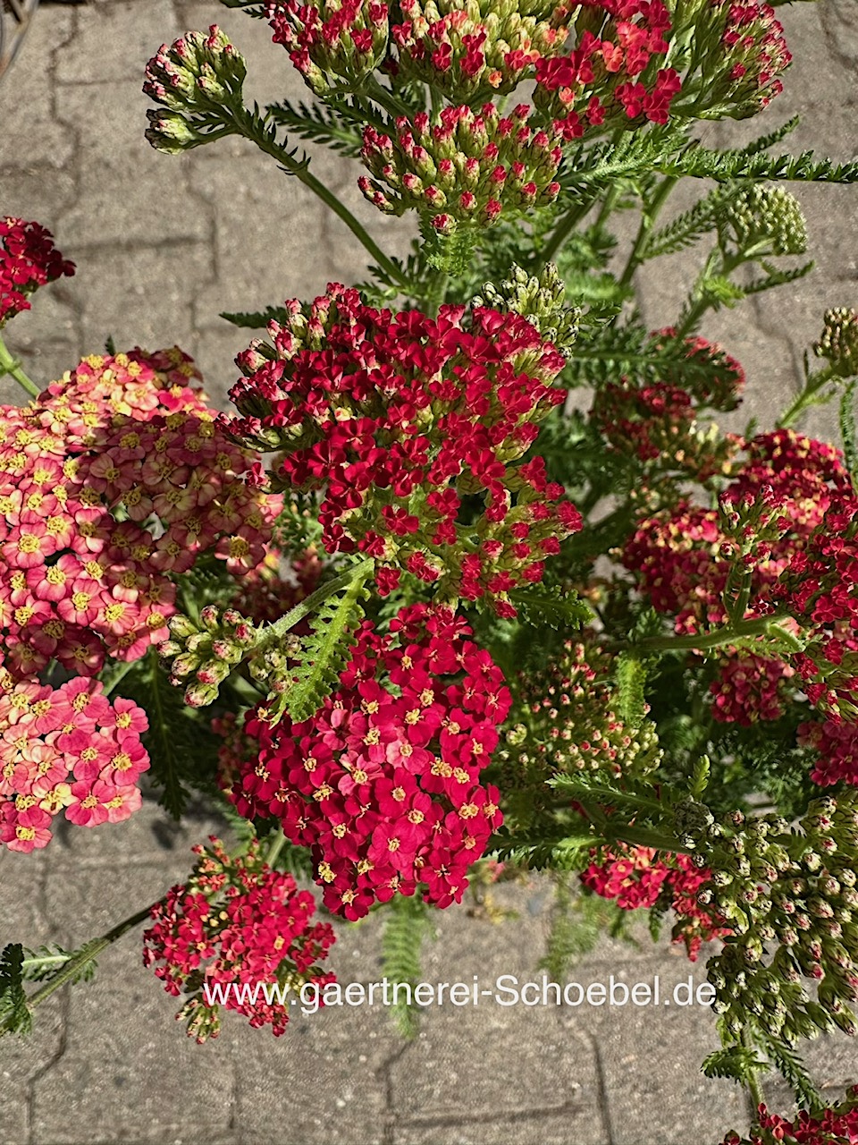 Achillea filipendulina-Hybr. „Feuerland“ rot (i.18cmT.)