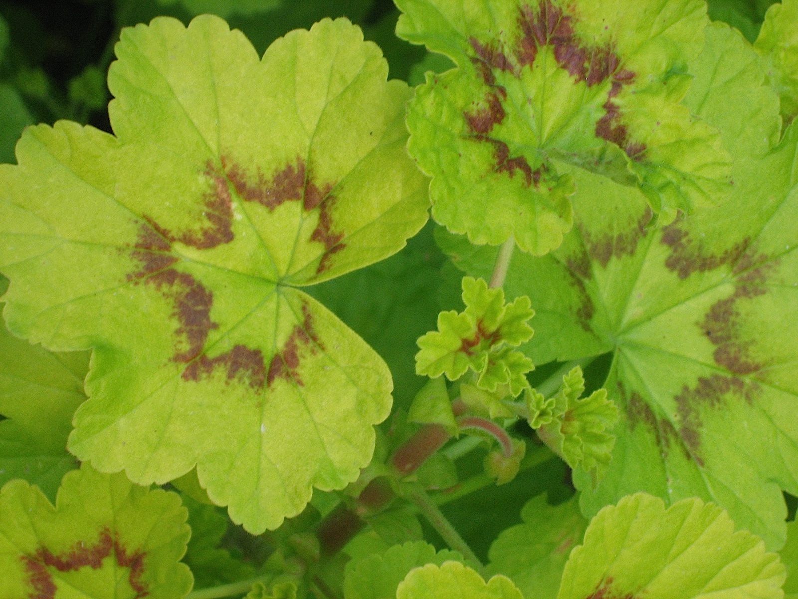 Pelargonium zonale ´Sandra`(i.10cmT.)