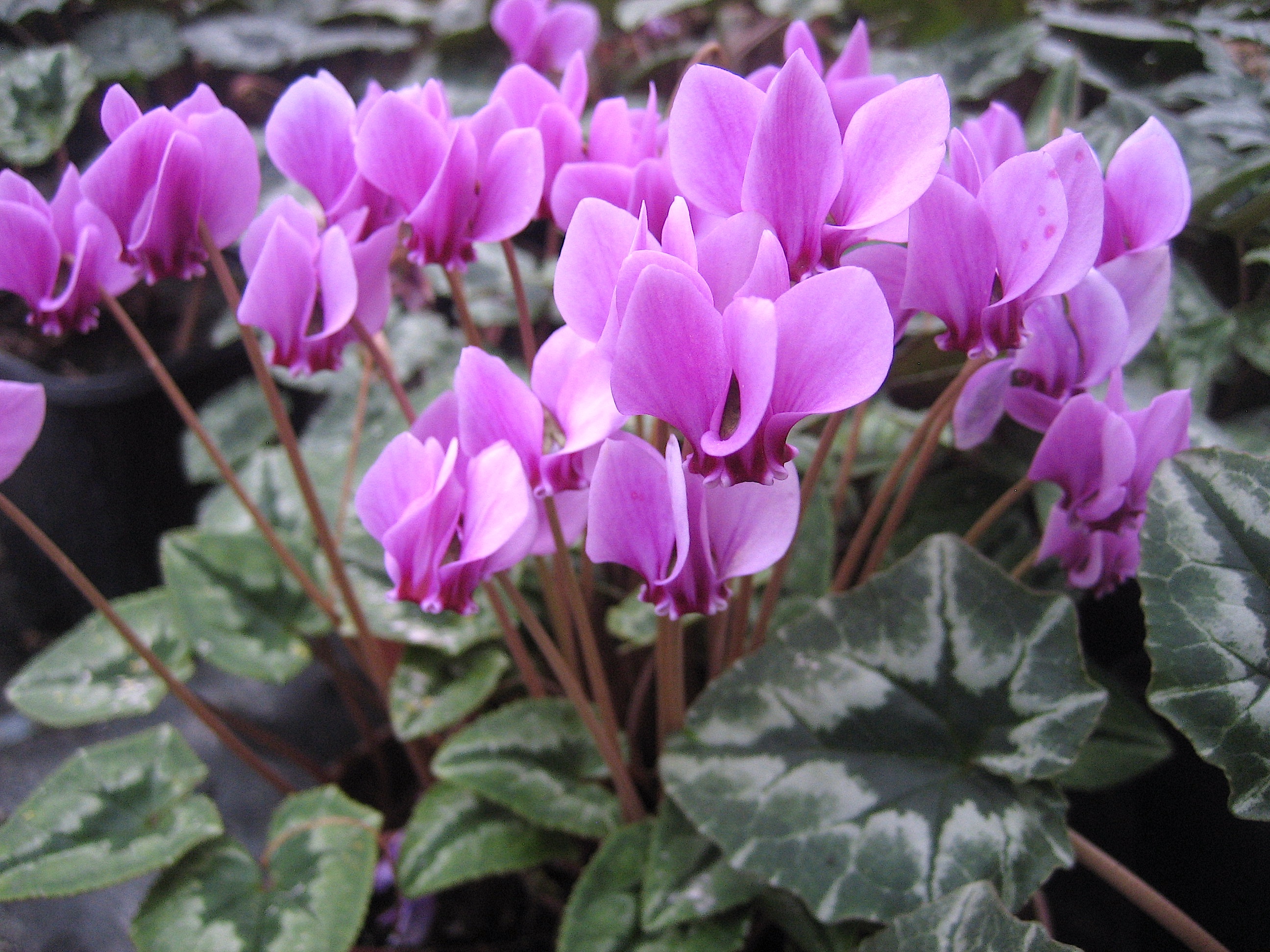 Cyclamen hederifolium "Ivy Ice Purple" (i.9cmT.)