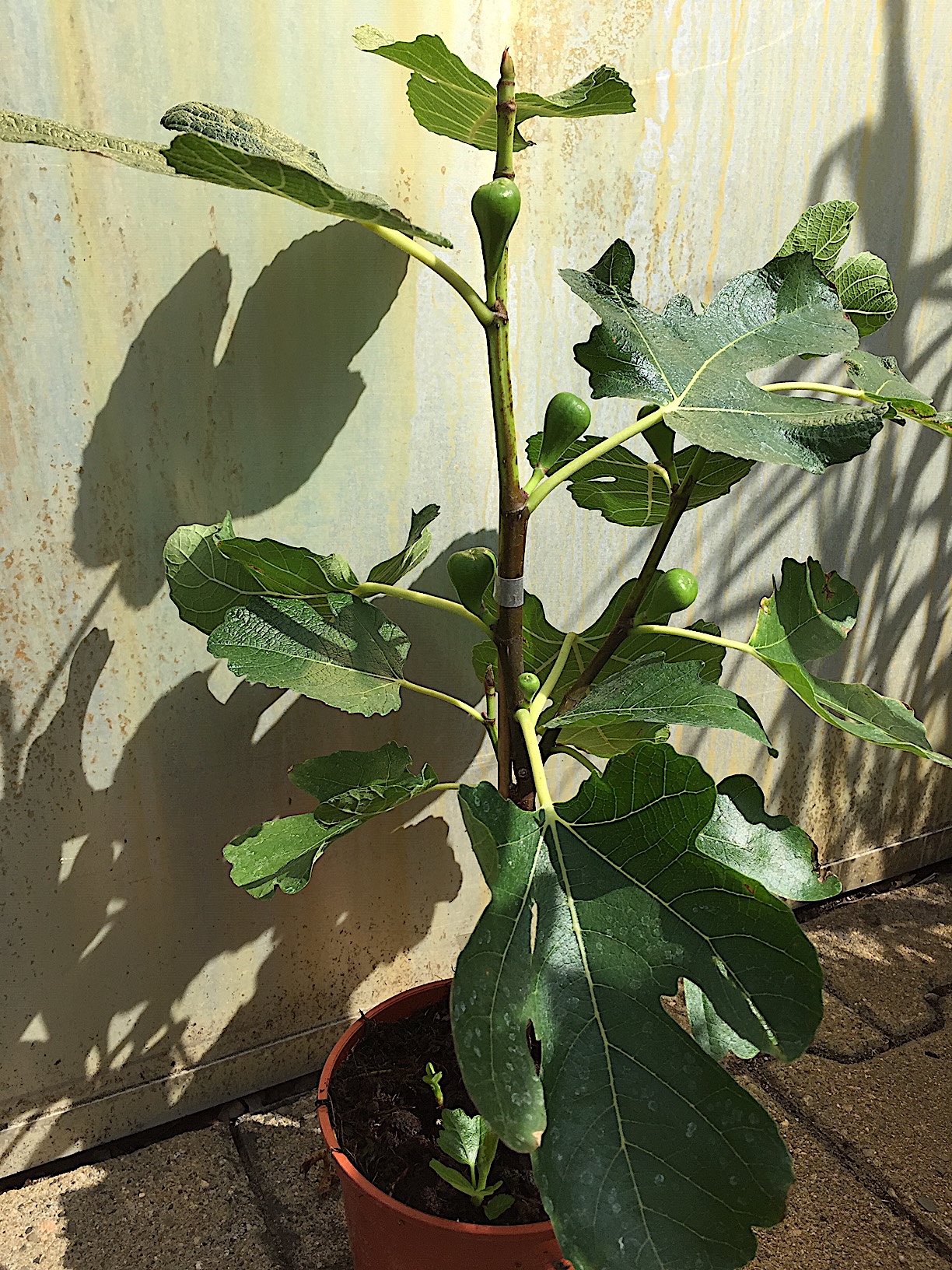 Ficus carica „Cuello de Dama Blanca“(i.23cmT.)jetzt ca 40cm-schön verzweigt, Feige