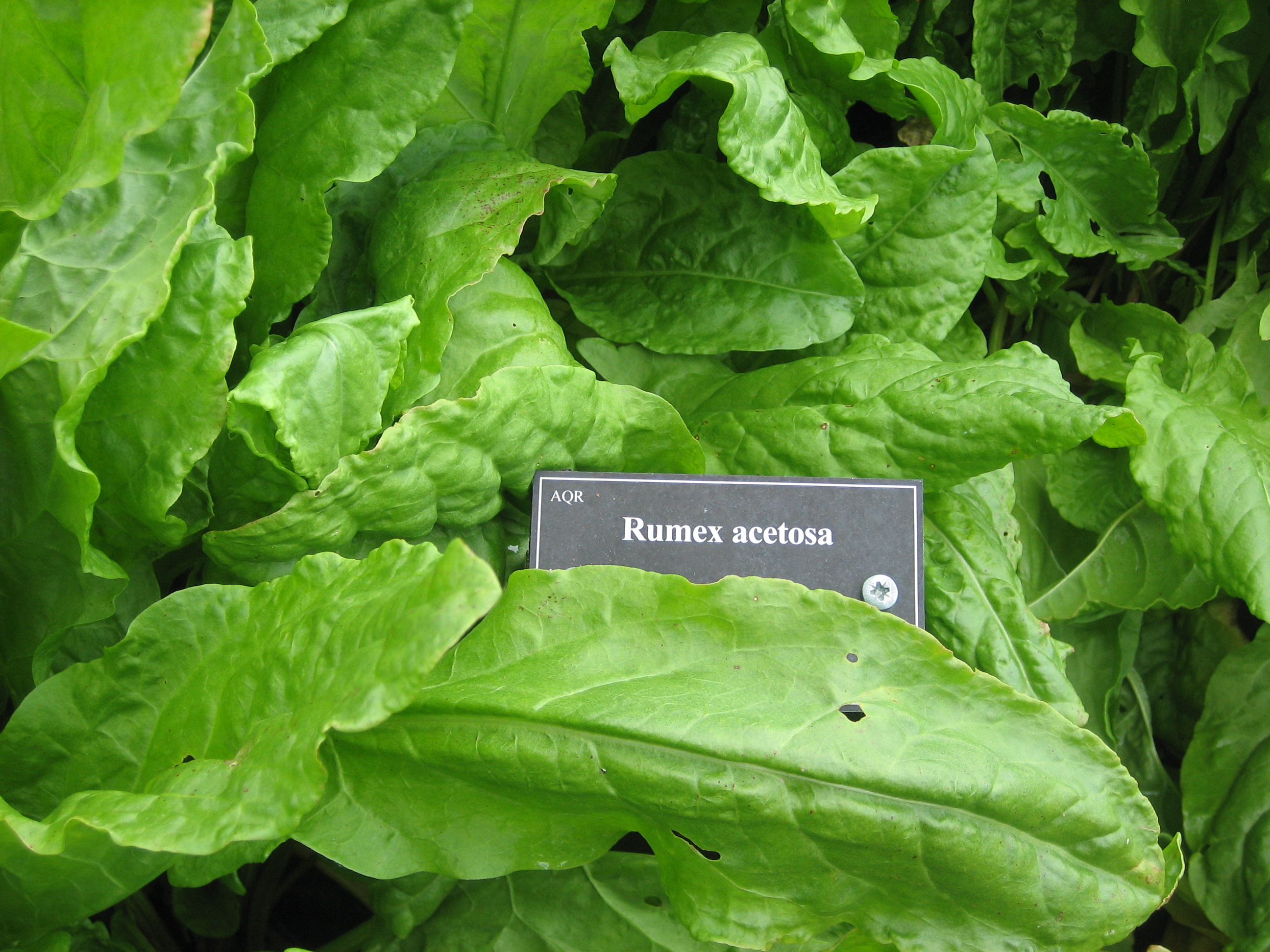 Rumex acetosa (i.12cm T.) Sauerampfer
