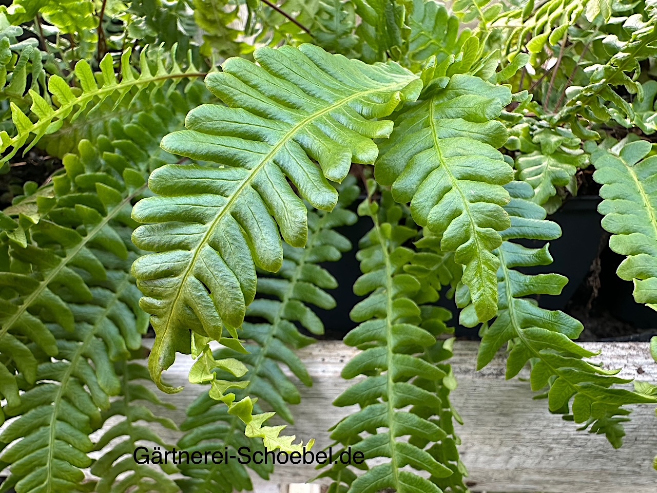 Blechnum spicant (i.9cmT.) Rippenfarn