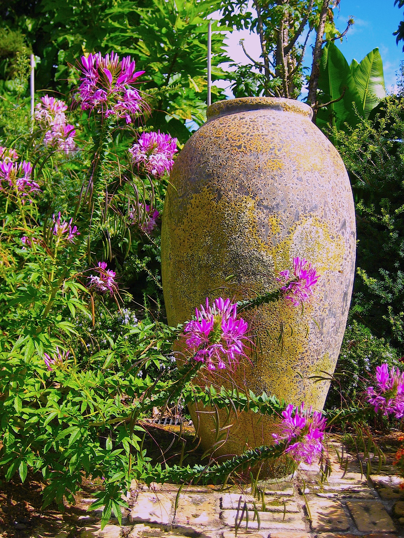 Cleome spinosa "Fliederfarbe"(12cmT.) Spinnenpflanze