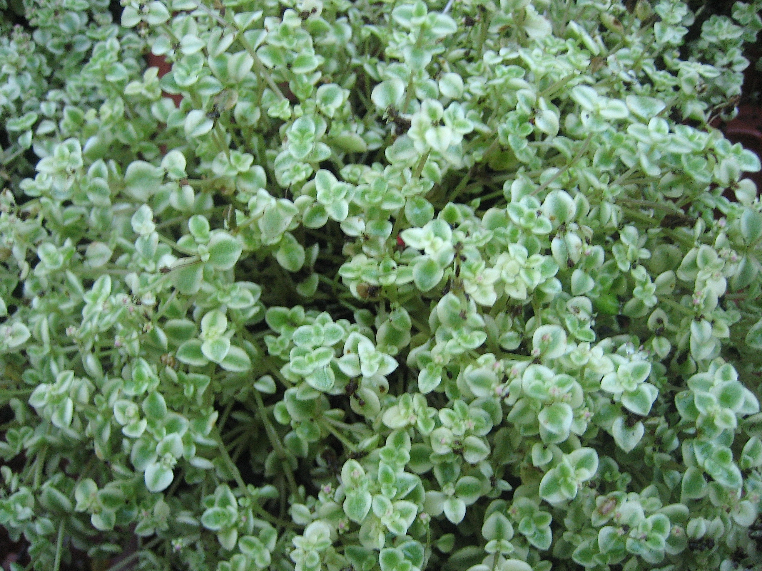 Sedum  "Little Missy" (i.11cmT.) Sedum, Fetthenne
