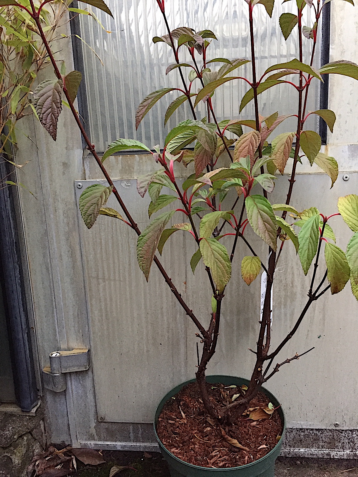 Viburnum x bodnantense „Charles Lamont“ (i.5l Topf)(60-80cm) Winter  Duft - Schneeball