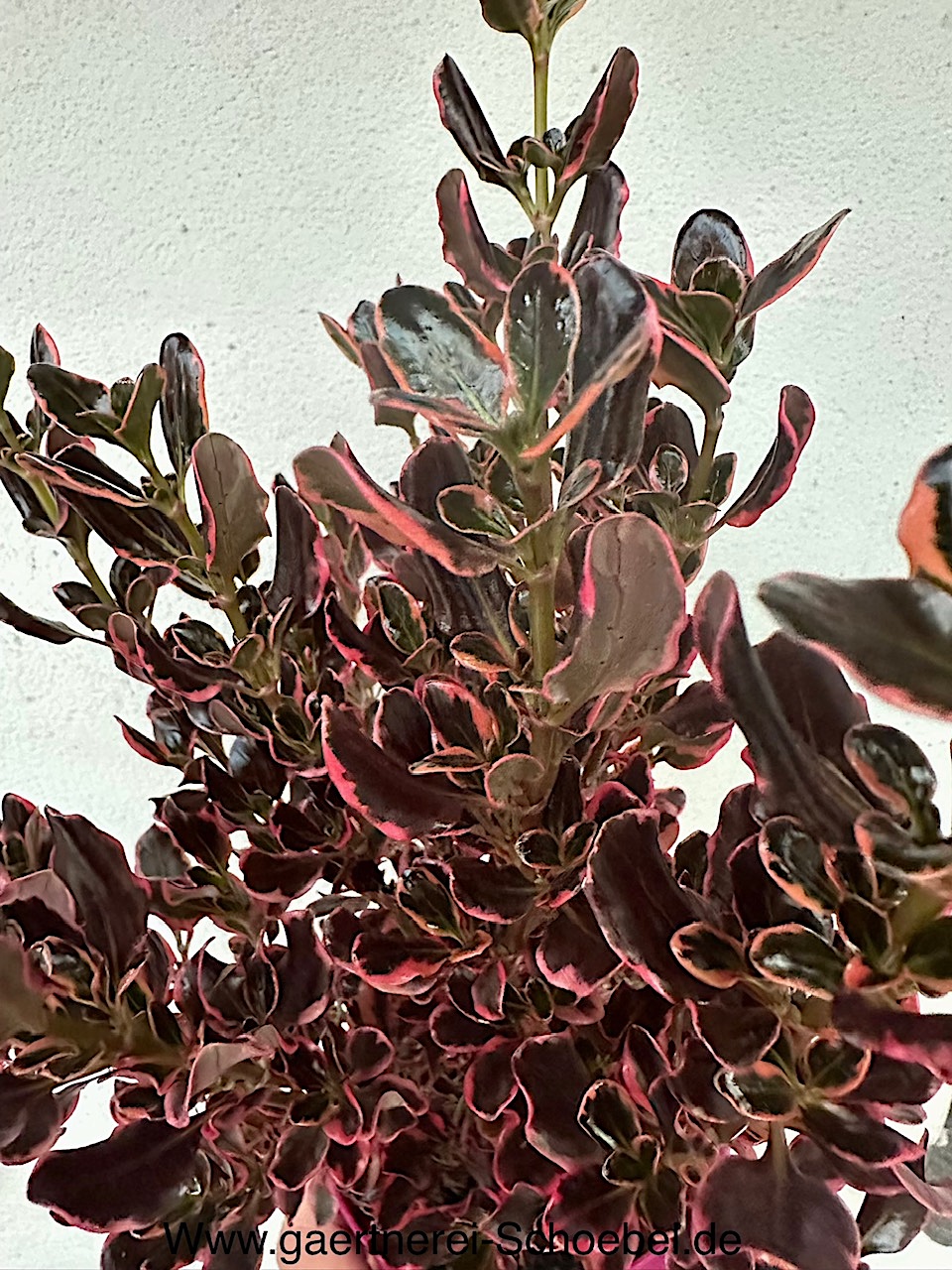 Coprossma repens „Eclipse“® (i.13 cmT.), Rötegewächse, Spiegelbusch