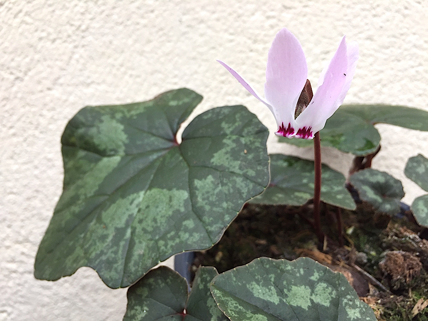 Cyclamen x wellensiekii