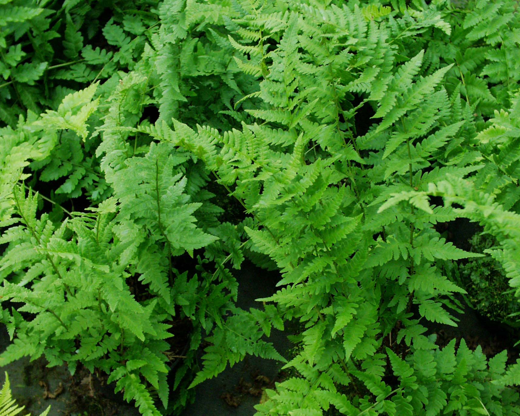 Dryopteris affinis "Cristata" Kammfarn (i.9cmT.)