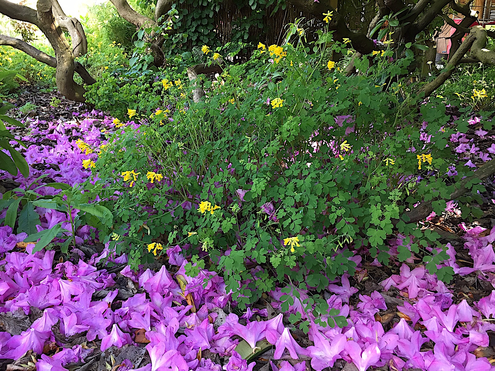 Corydalis lutea (i.9-10cm T.) Gelber Lerchensporn