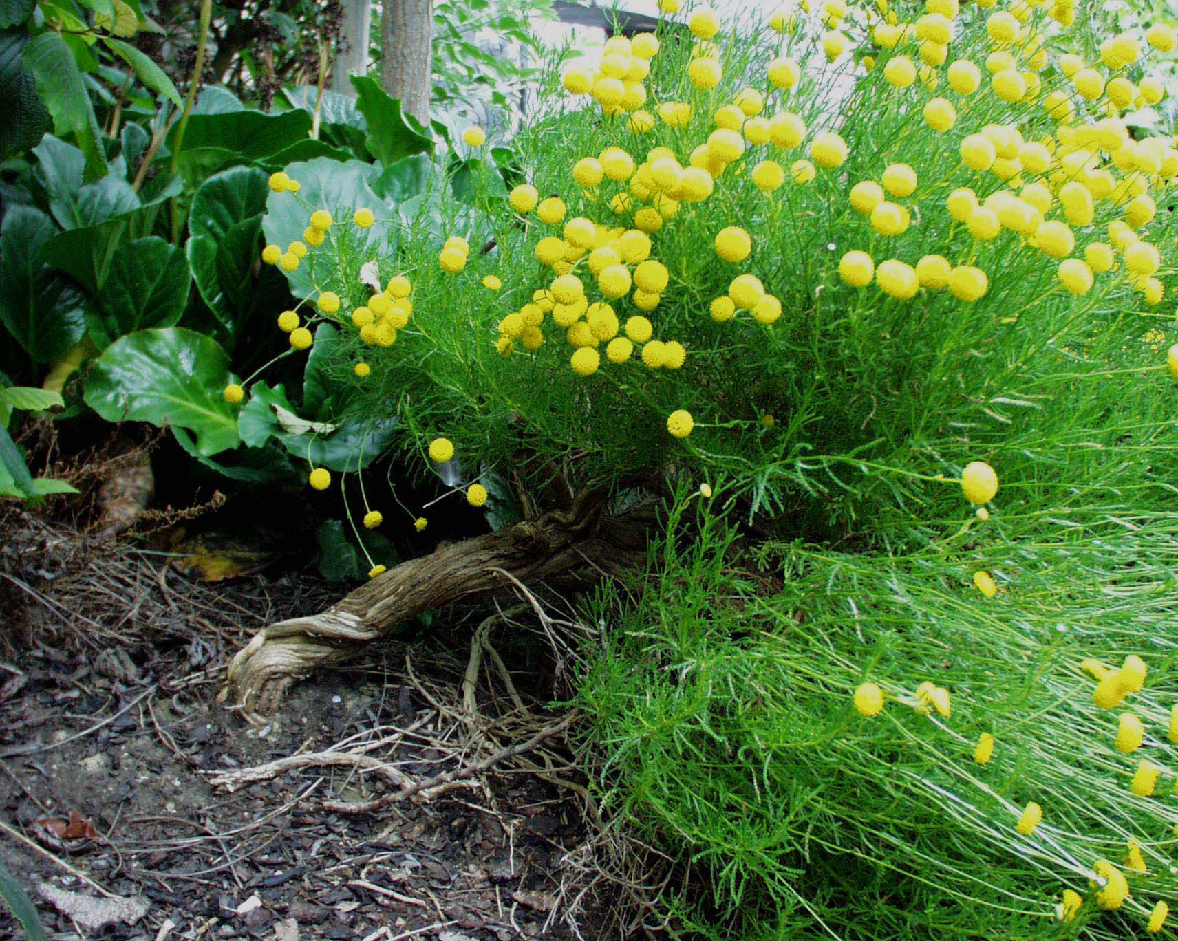 Santolina rosmarinifolia (i. 13cm T.) Olivenkraut