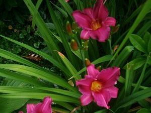 Hemerocalils Hybride  "Summer Wine" (i.12cmT.) Taglilie