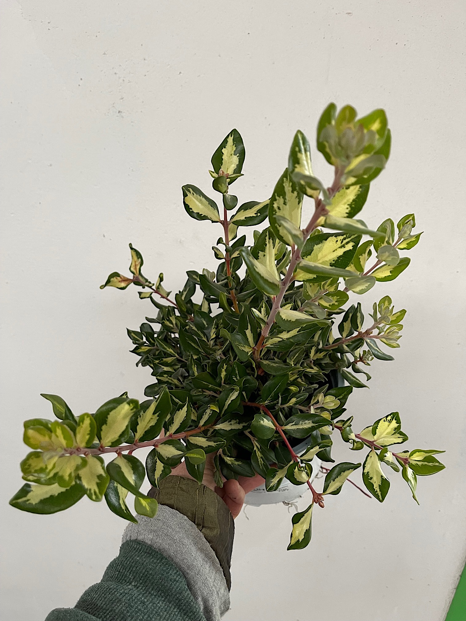 Metrosiderus exelsa „Variegata“ (i.18 cmT.), Neuseeland, Eisenholzbaum