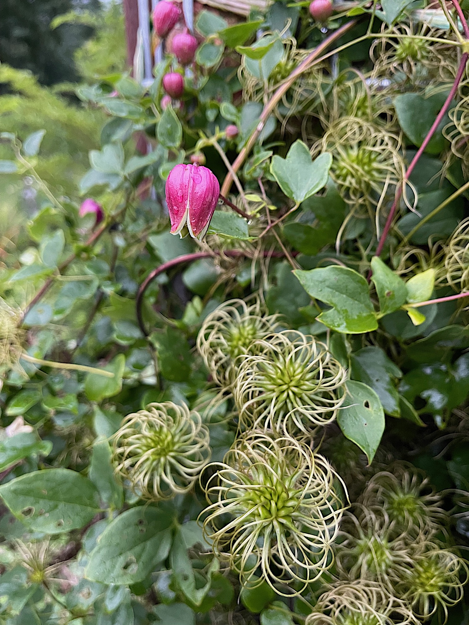 Clematis viorna bot. Art (i.1,5 l T.), Waldrebe - Glöckchen rot