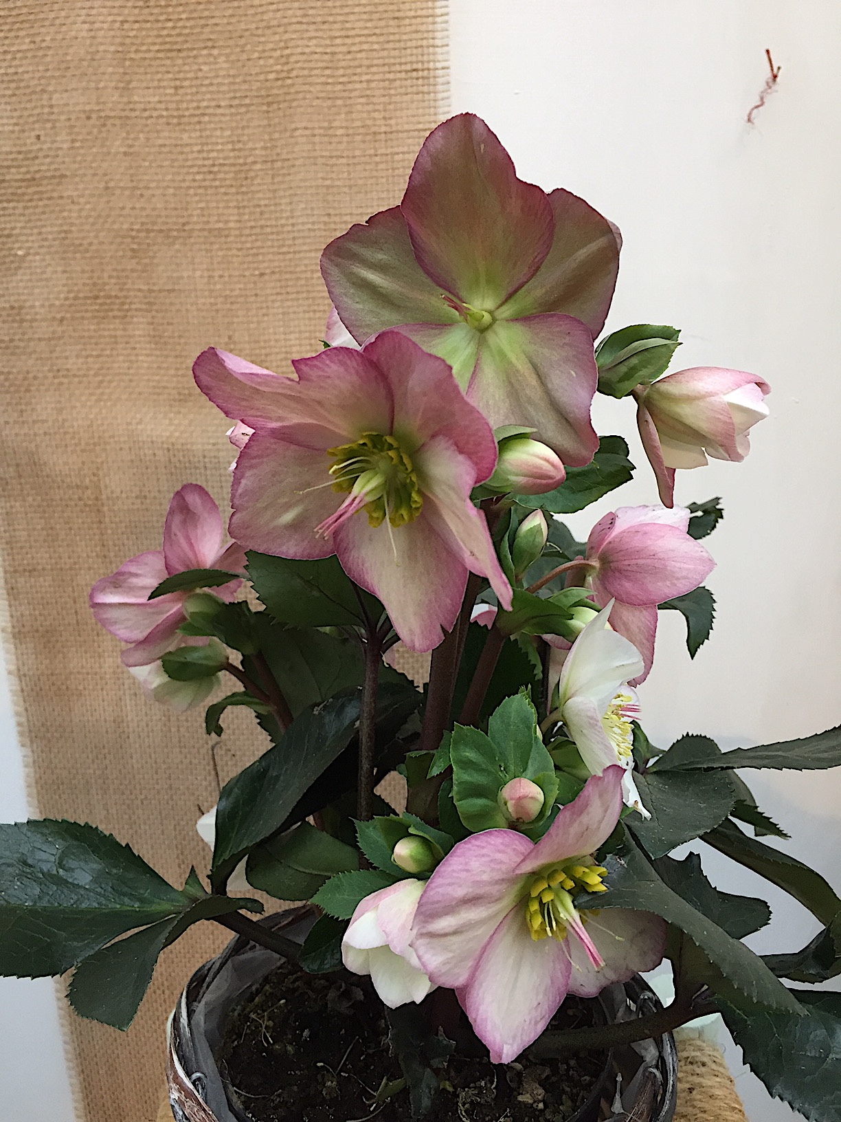 Helleborus -NEU ,Christrose, rosa x glandorfensis HGC® Ice N' Roses® Rosali(i.2literT.)