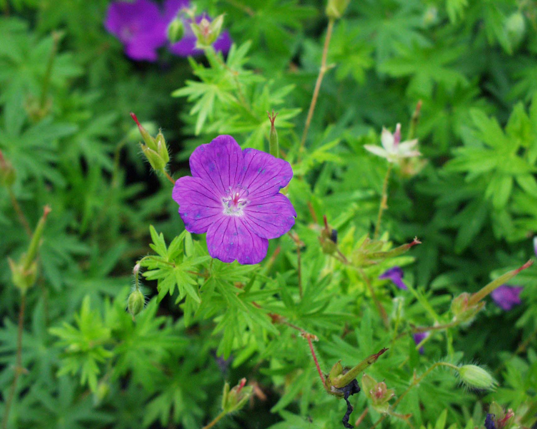 Geranium sanguineum "Feu d Àutomne" Storchenschnabel (i. 9cmT.)