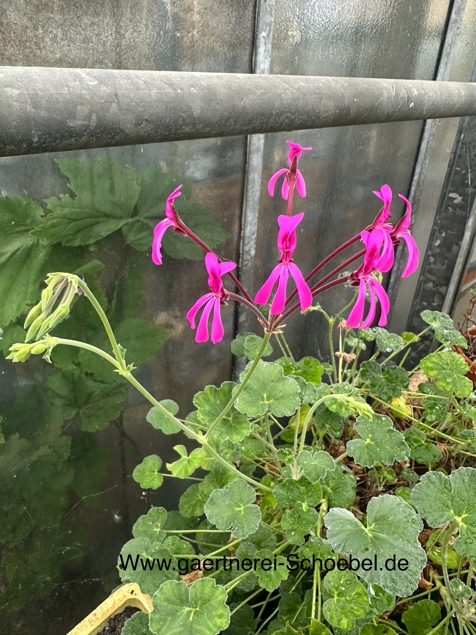 Pelargonium reniforme ´Grey leaf`(i.10cmT.)