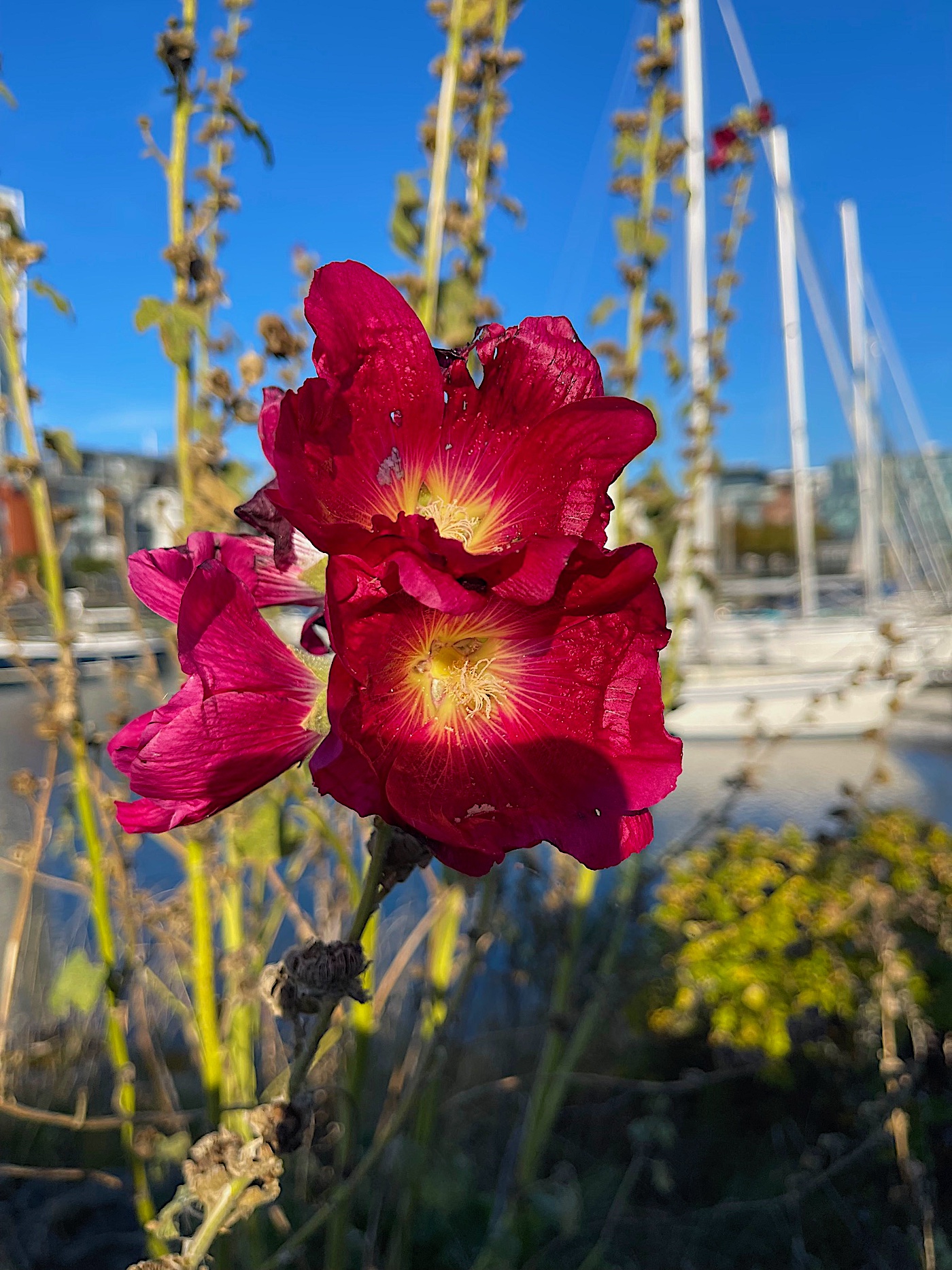 Alcea rosea "Rot" (i.9cmT Eckig) Stockrose