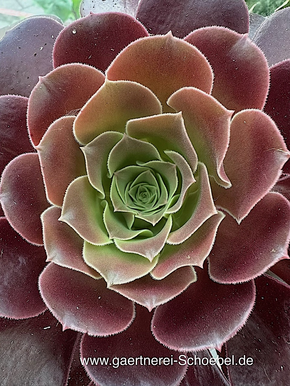 Aeonium arboreum „Velours“(i.12cmT.) Schwarze Rose, Rosettenbaum