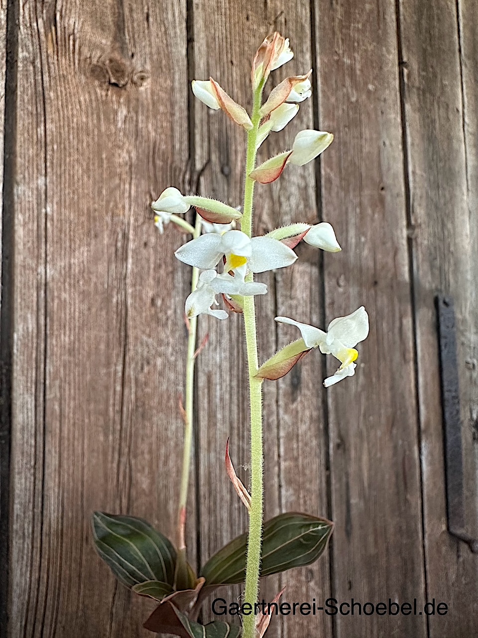 Ludisia discolor (i.12 cm T.) mit 3-5 Triebe, Juwelenorchidee